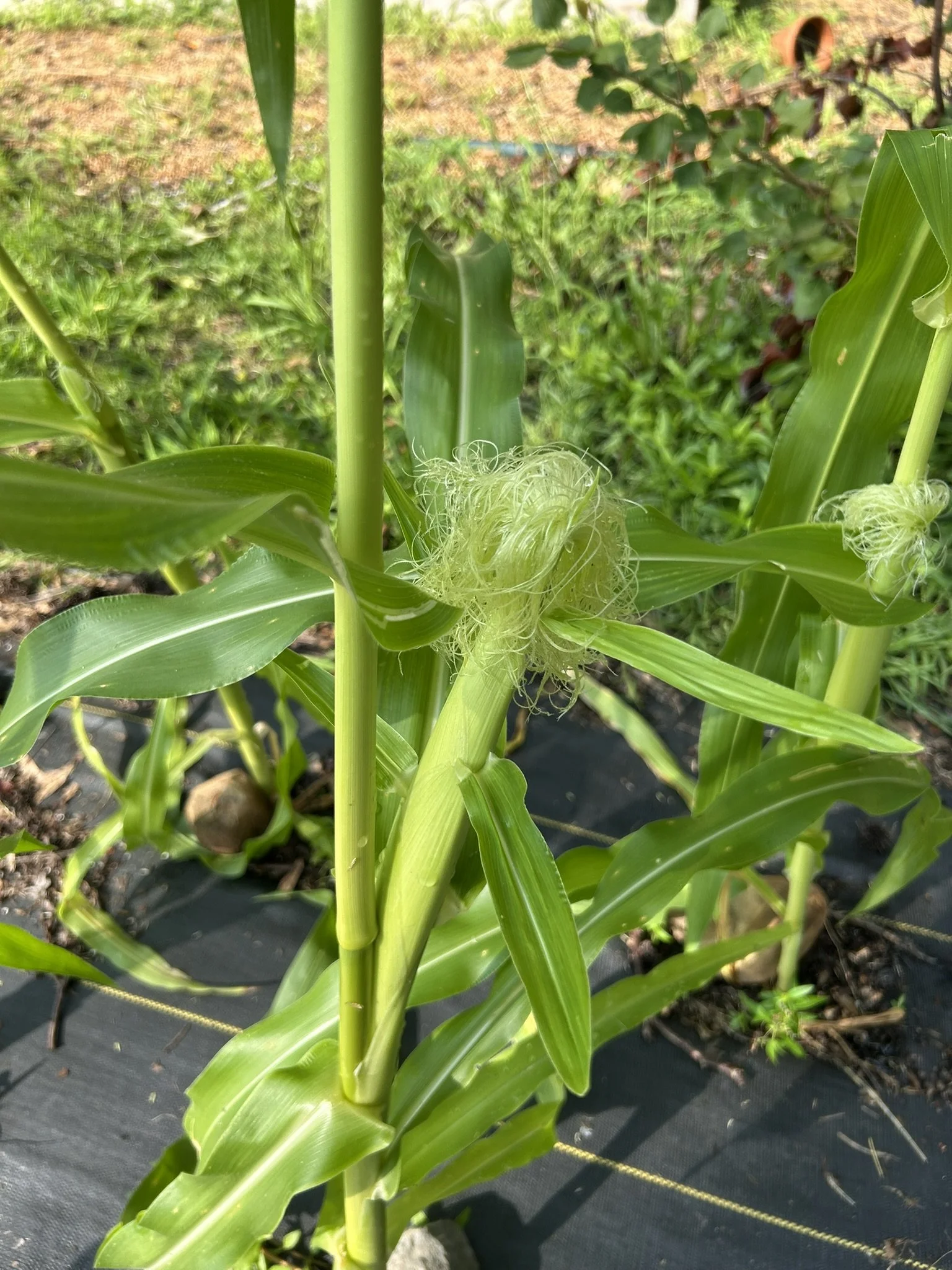 July2_1stcornSilk.JPEG