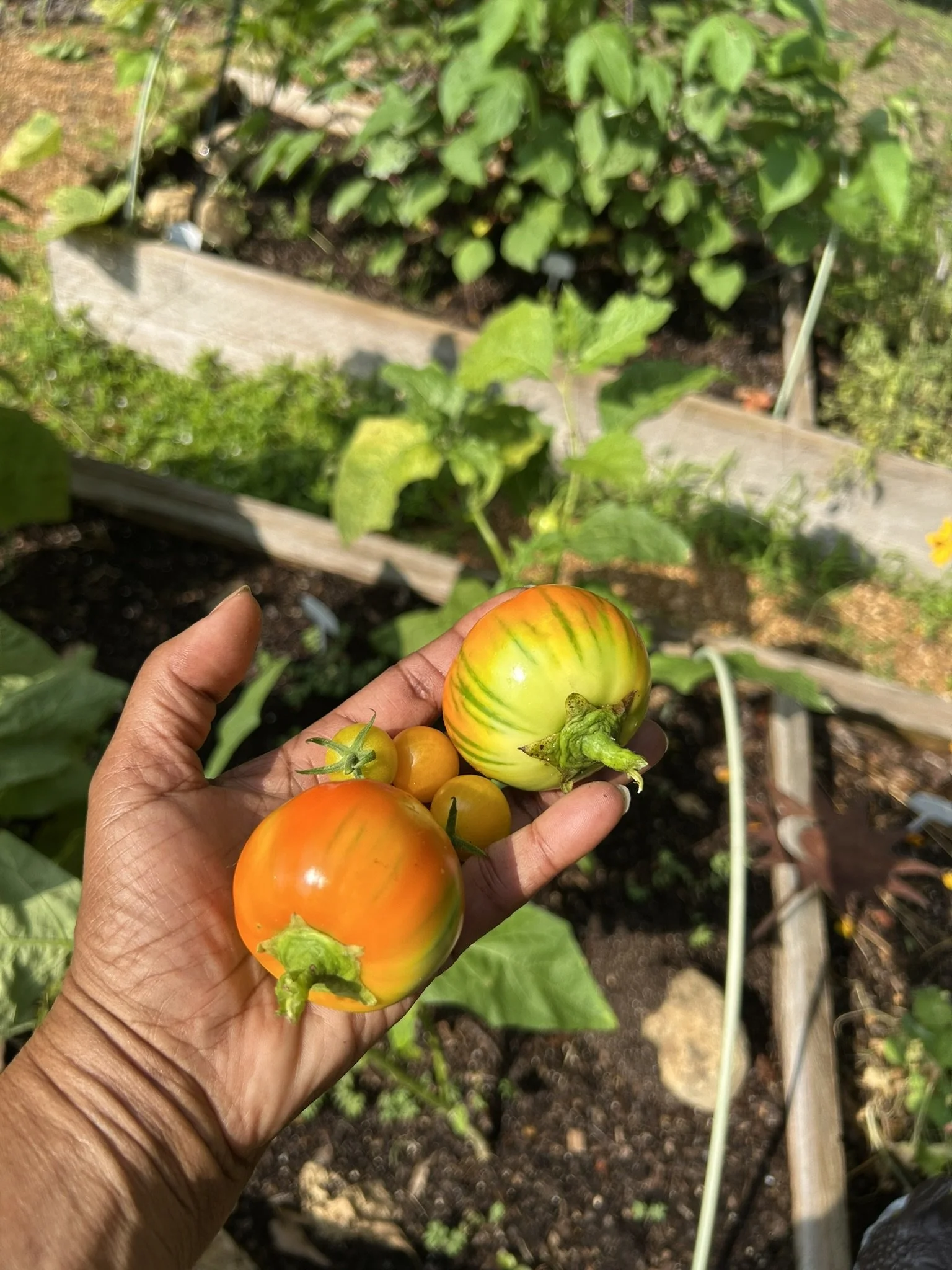 July2_harvest.JPEG