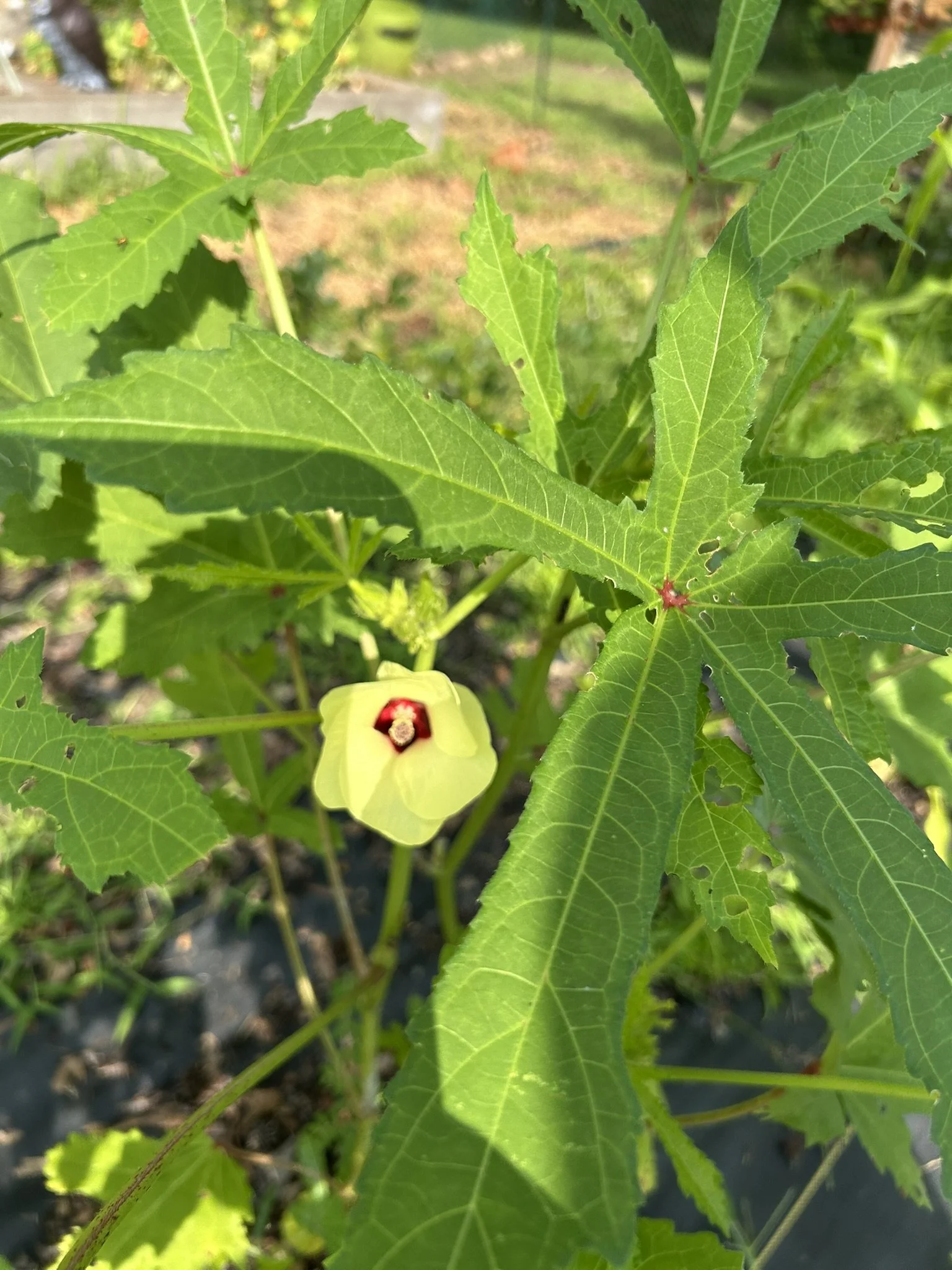 July2_OkraFlower.JPEG