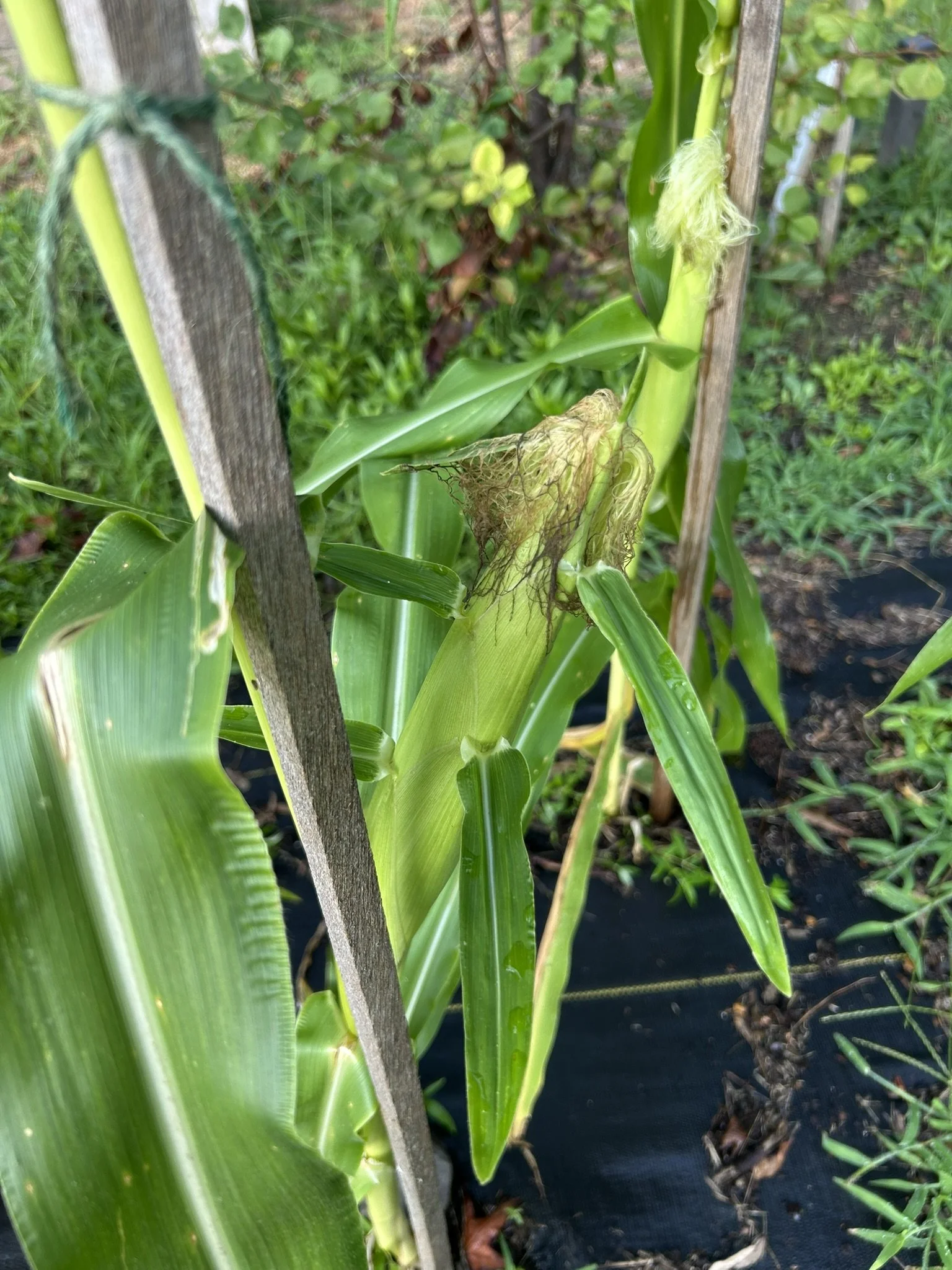 July10_CornGrowing.JPEG