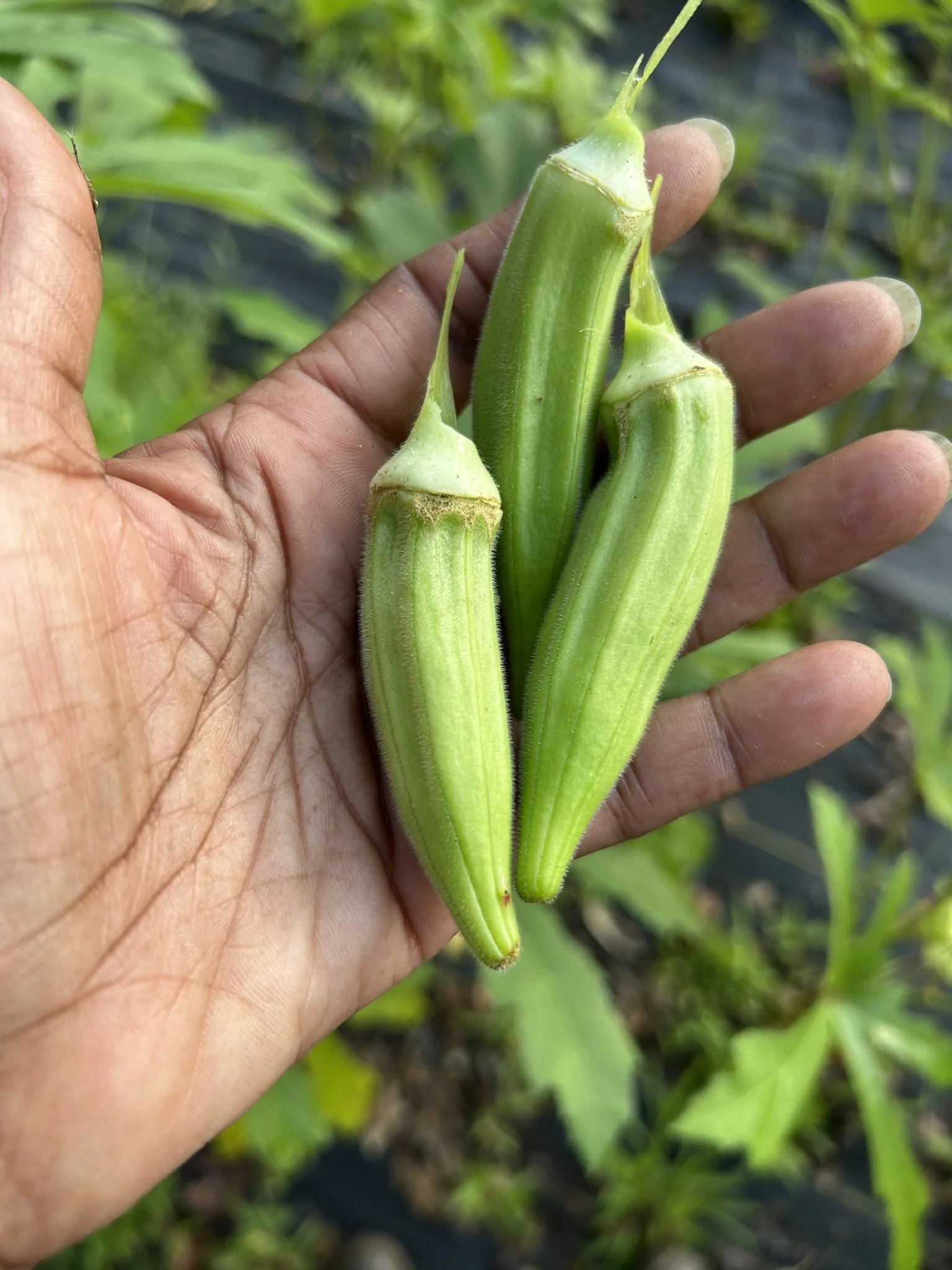 July10_harvest.JPEG