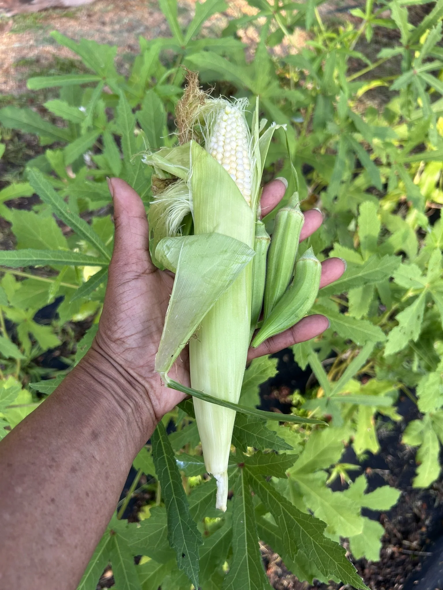 July12_1stCorn (1).JPEG