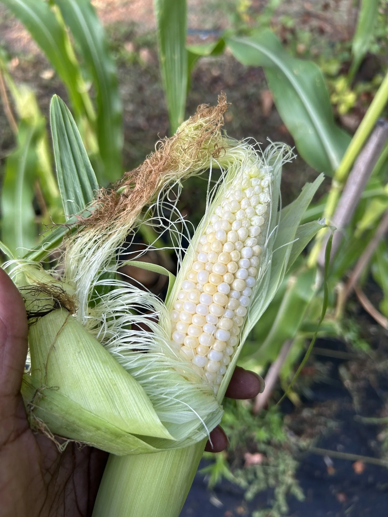 July12_1stCorn (2).JPEG