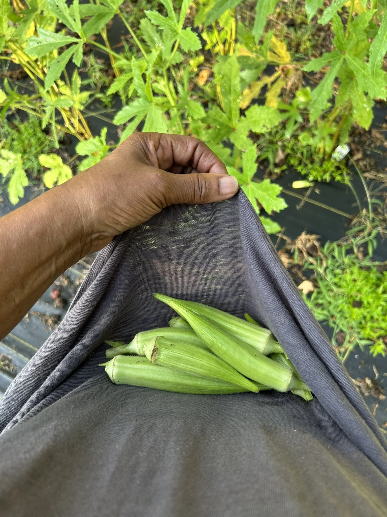July15_harvest.JPEG