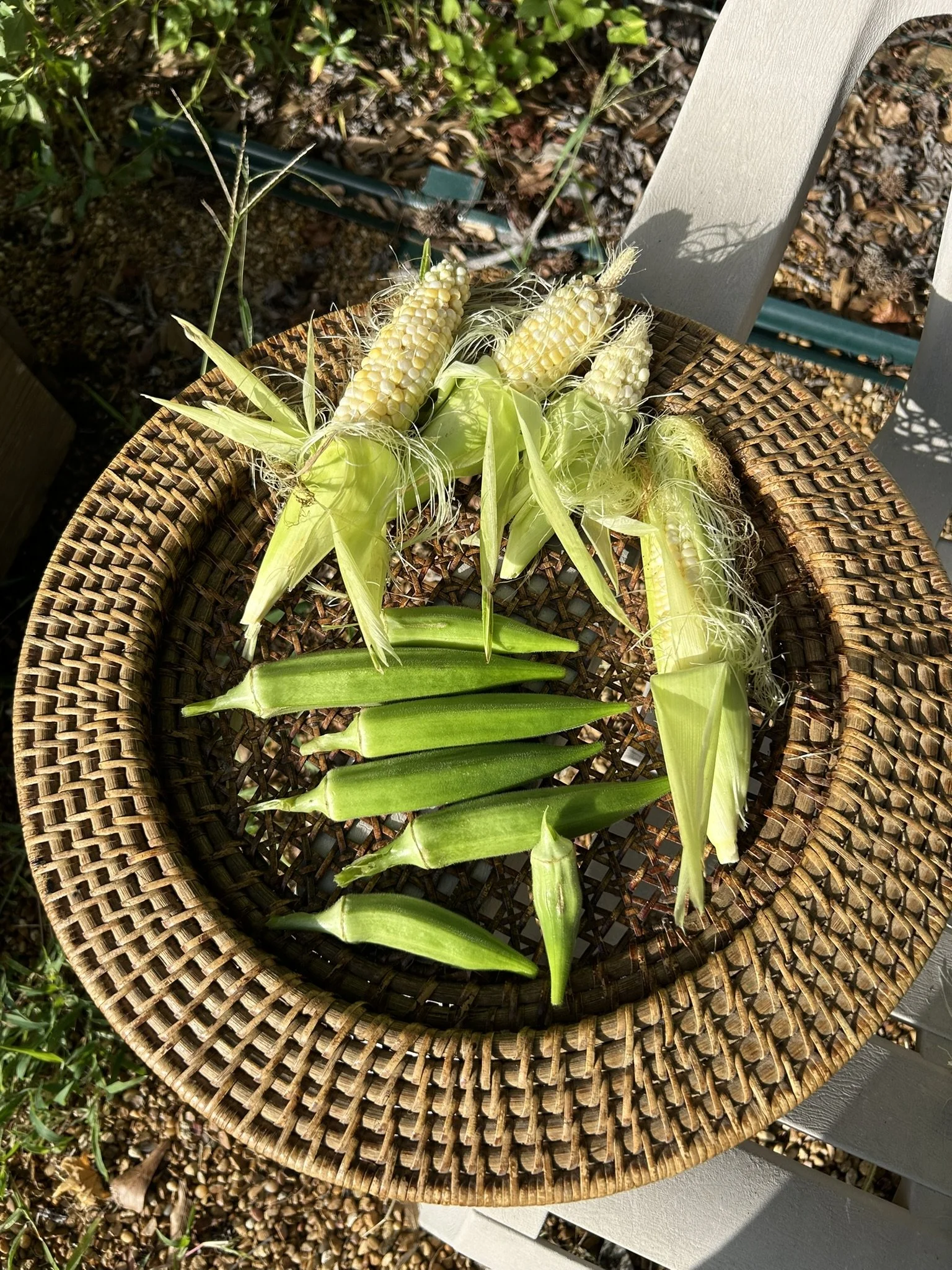 July18_harvest.JPEG