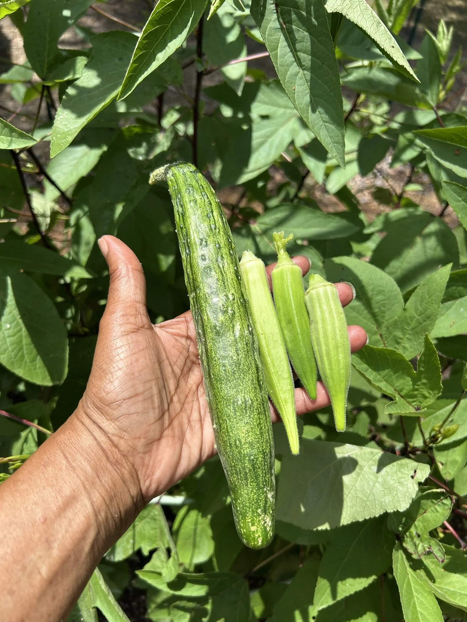 July20_Harvest.JPEG