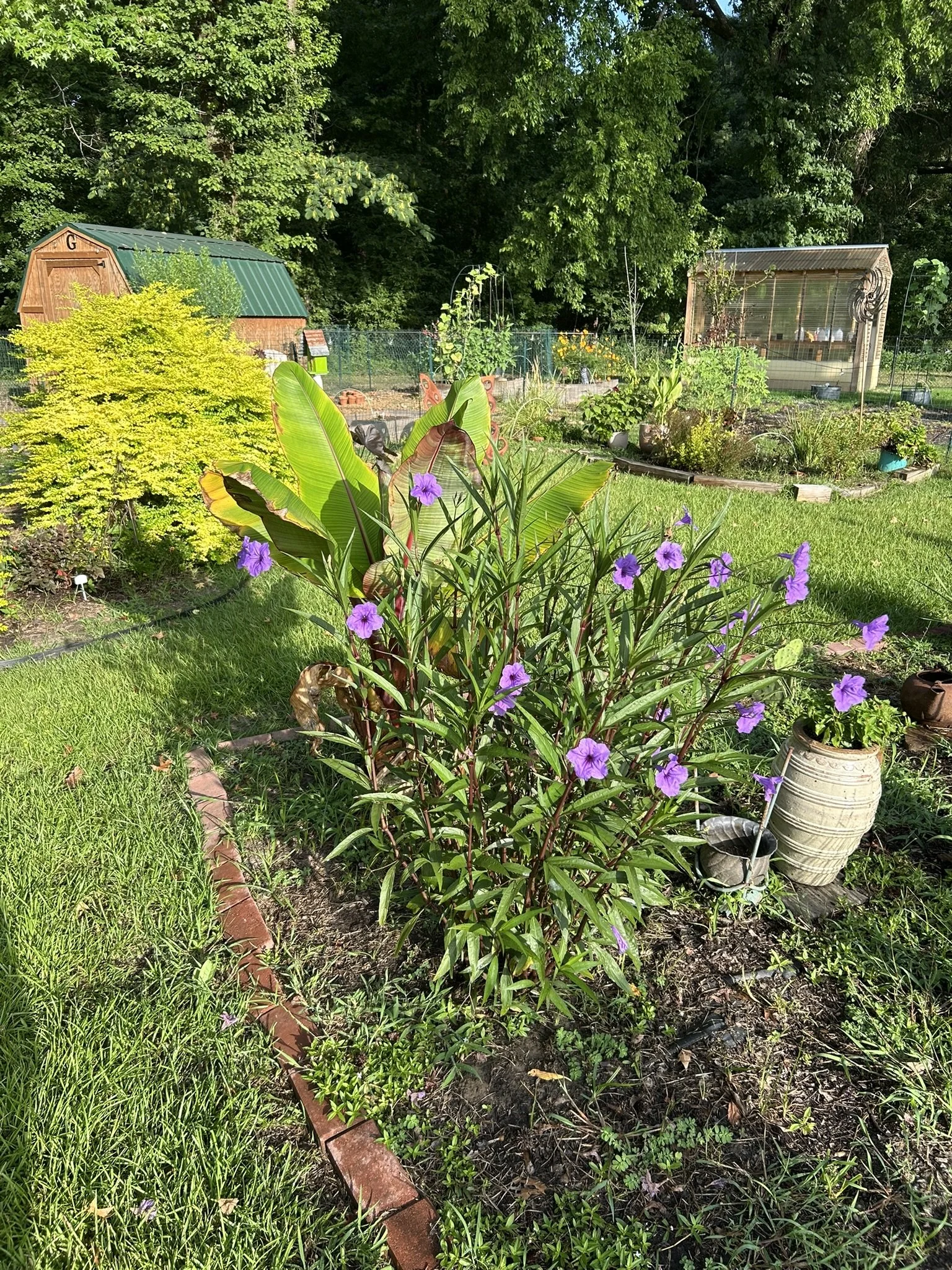 July20_MexicanPetunia.JPEG