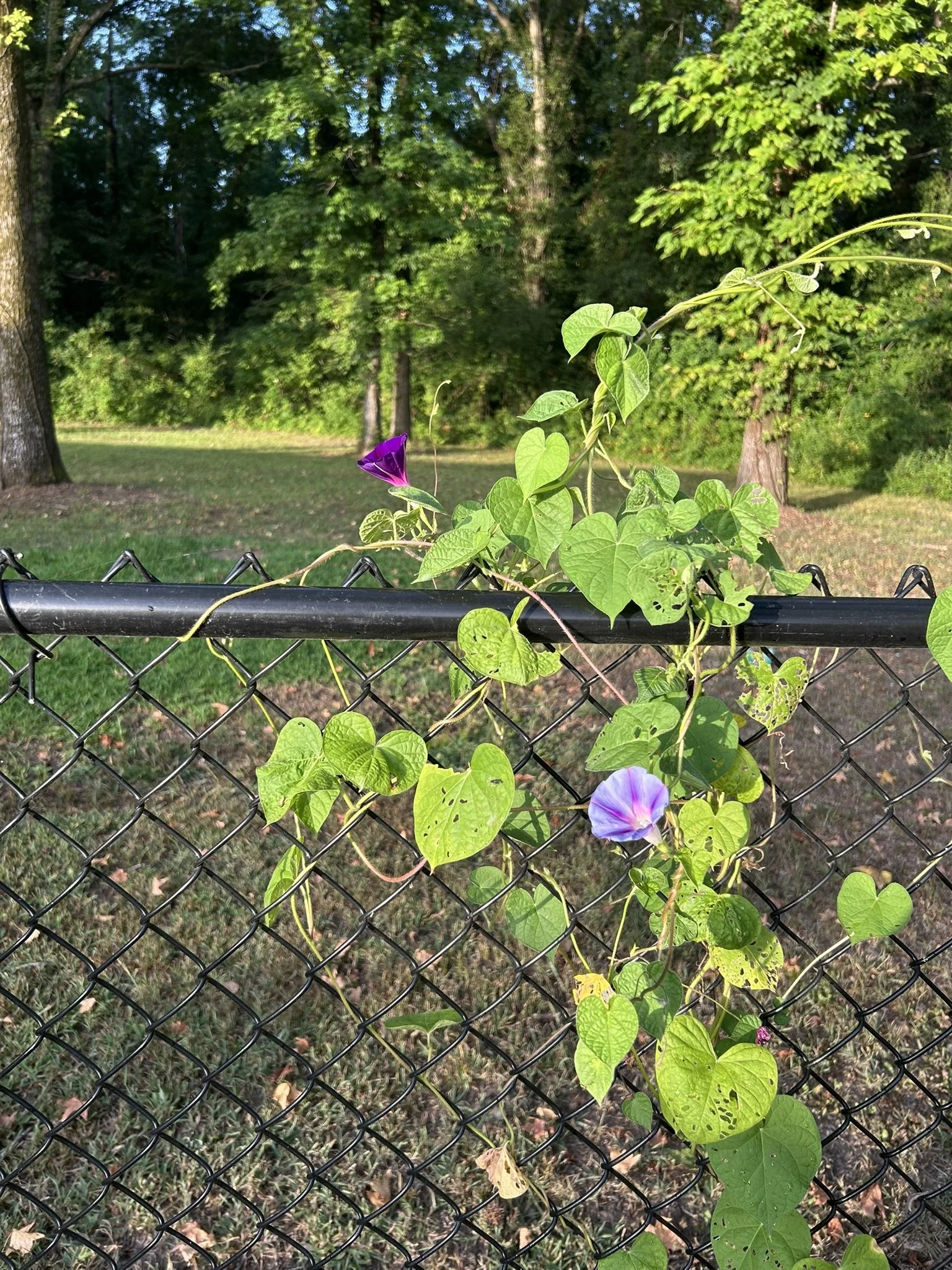 July20_Morning Glory.JPEG