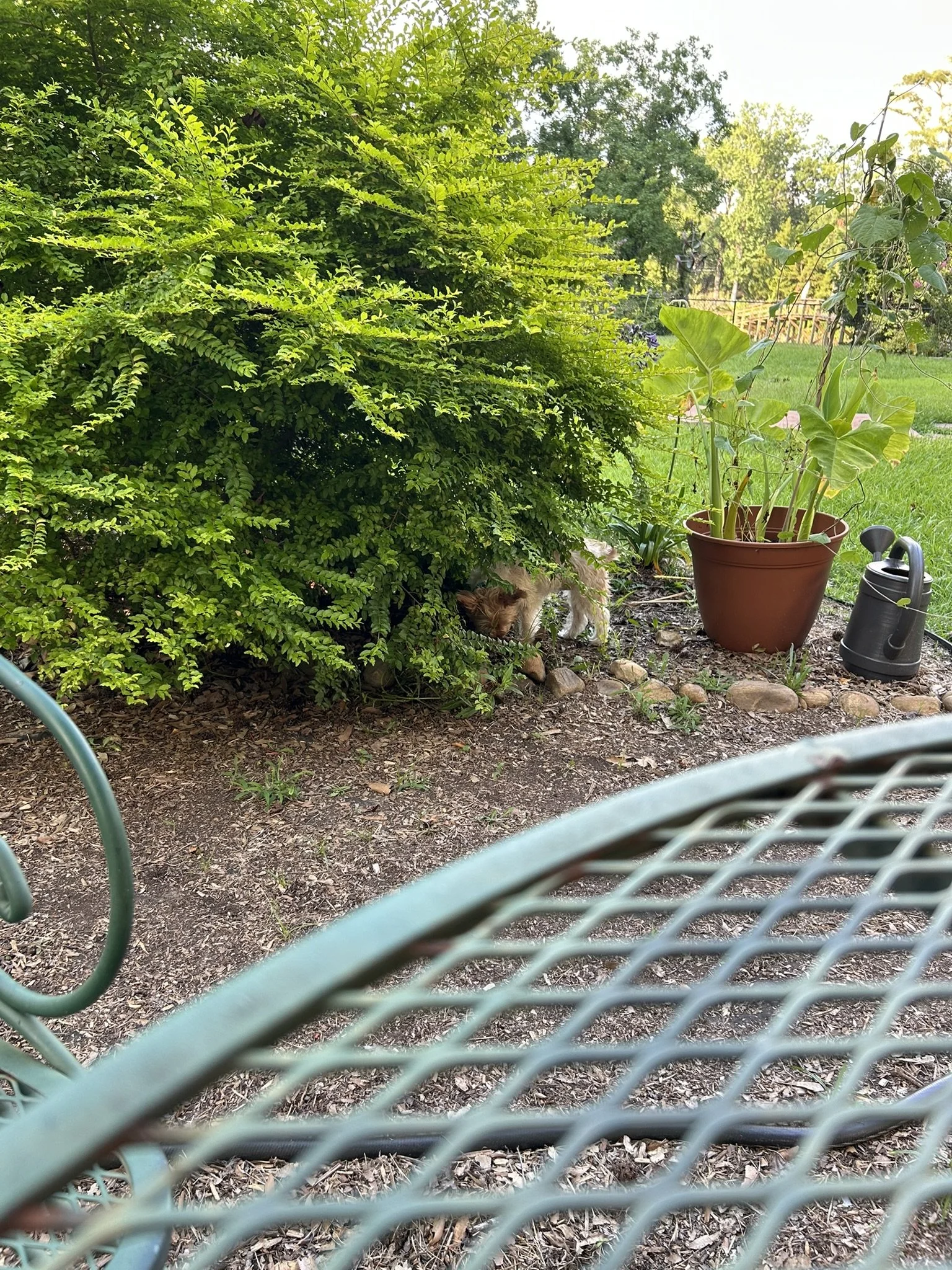 July5_Chasing frog_2.JPEG