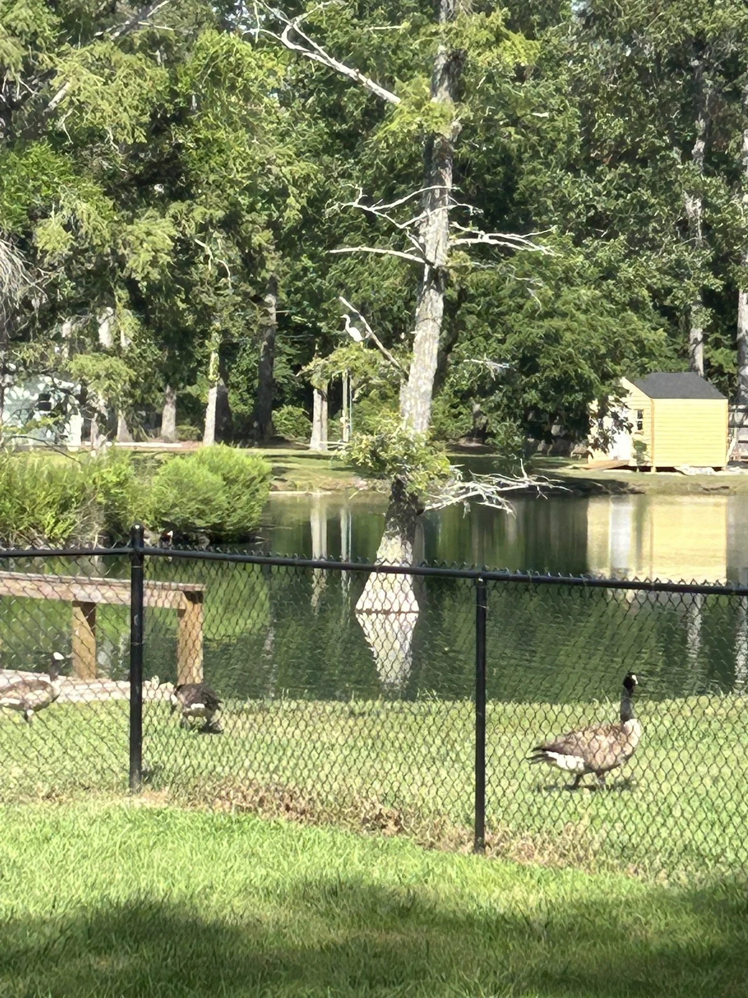 July19_Egret_1.JPEG