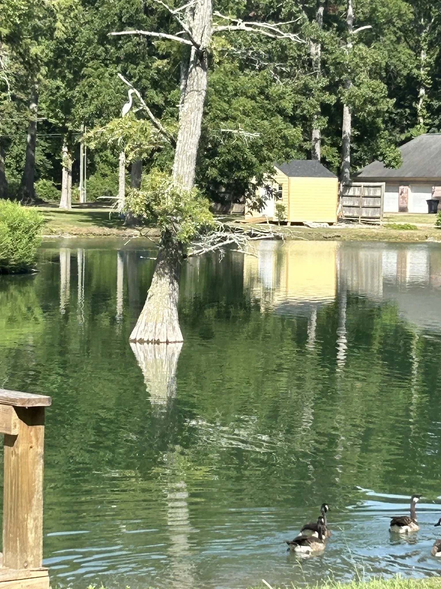July19_Egret_2.JPEG