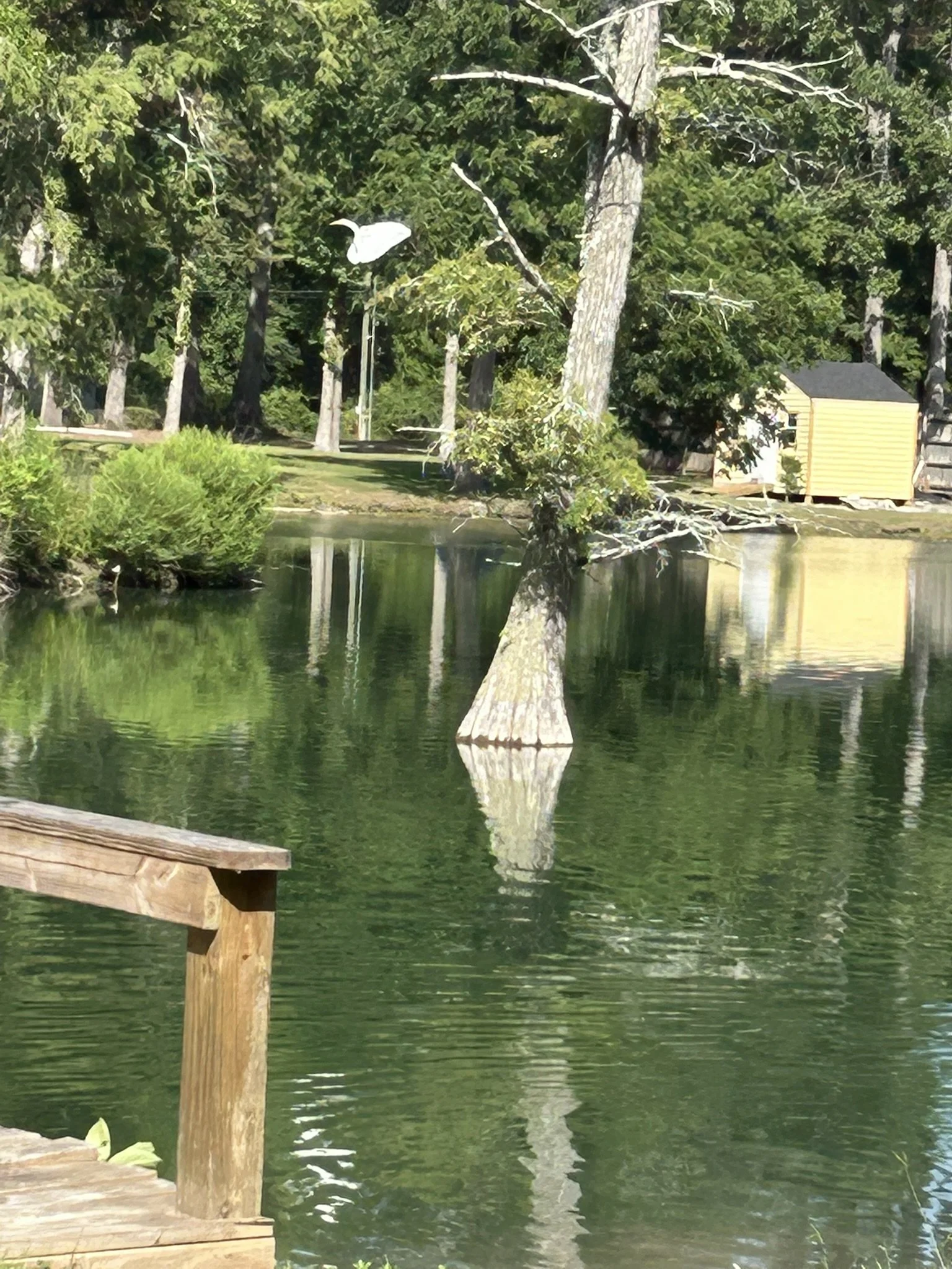 July19_Egret_3.JPEG