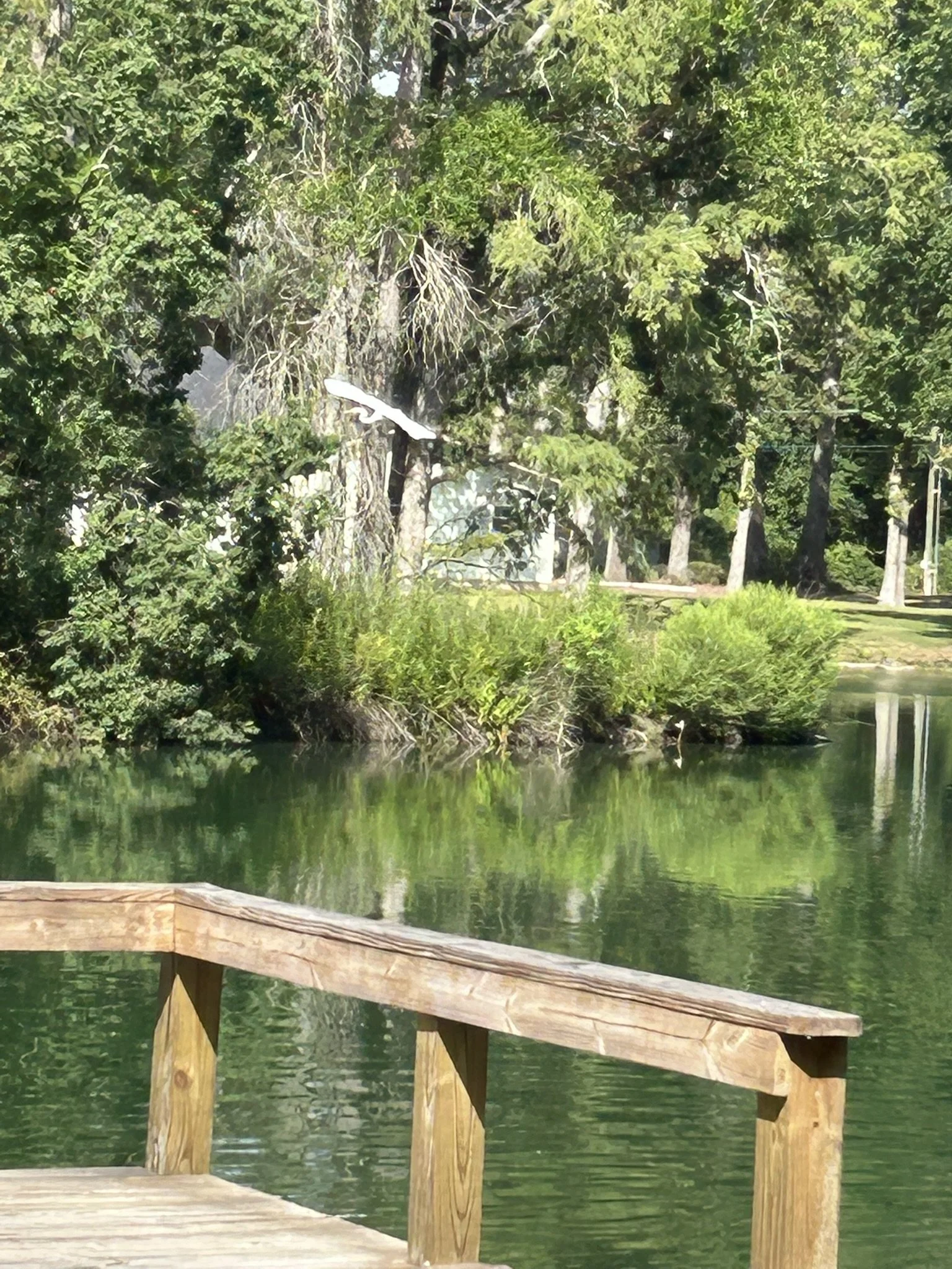 July19_Egret_4.JPEG