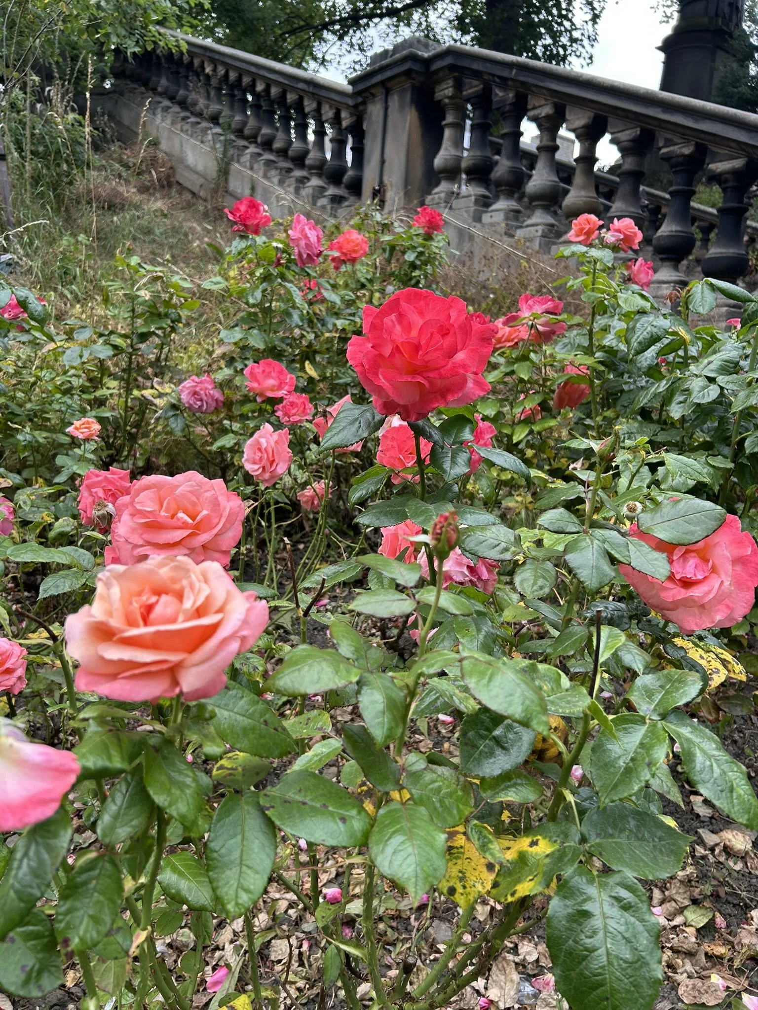 IMG_5731.JPEG