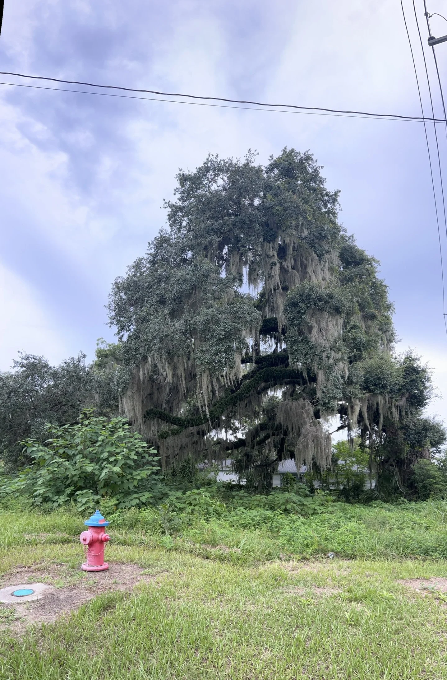 IMG_6086.JPEG