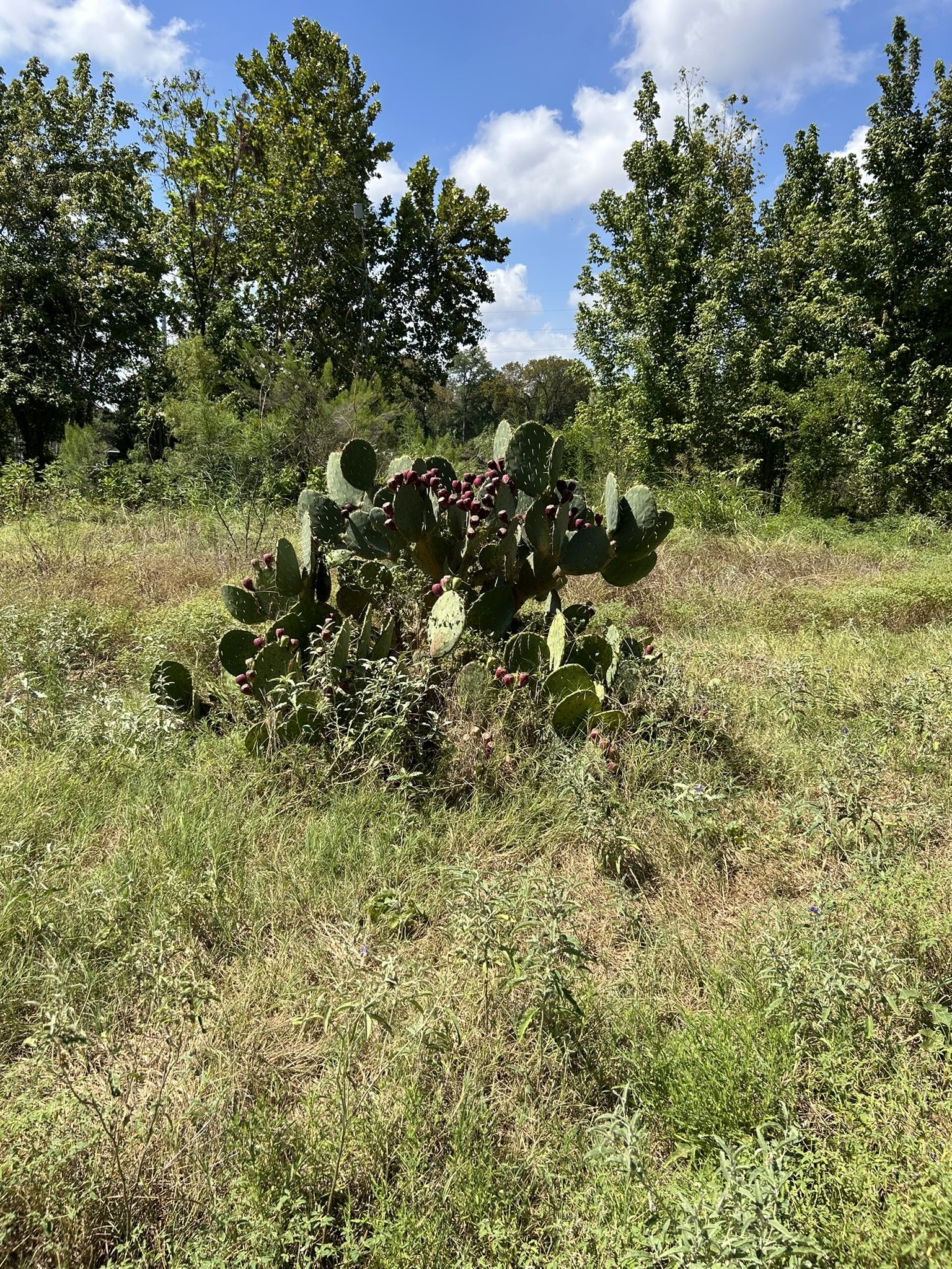 IMG_6211.JPEG