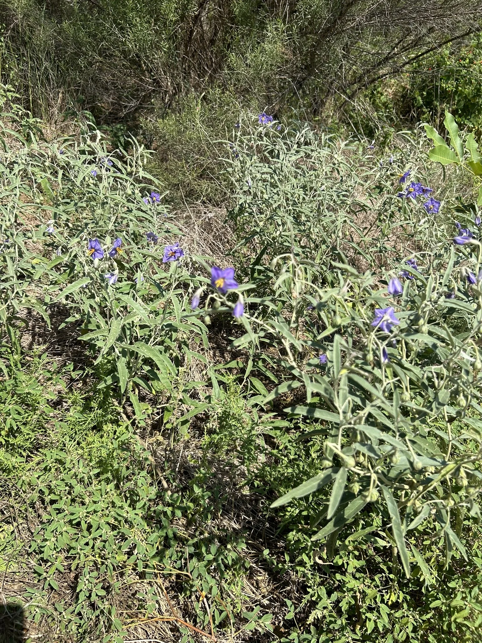 IMG_6218.JPEG