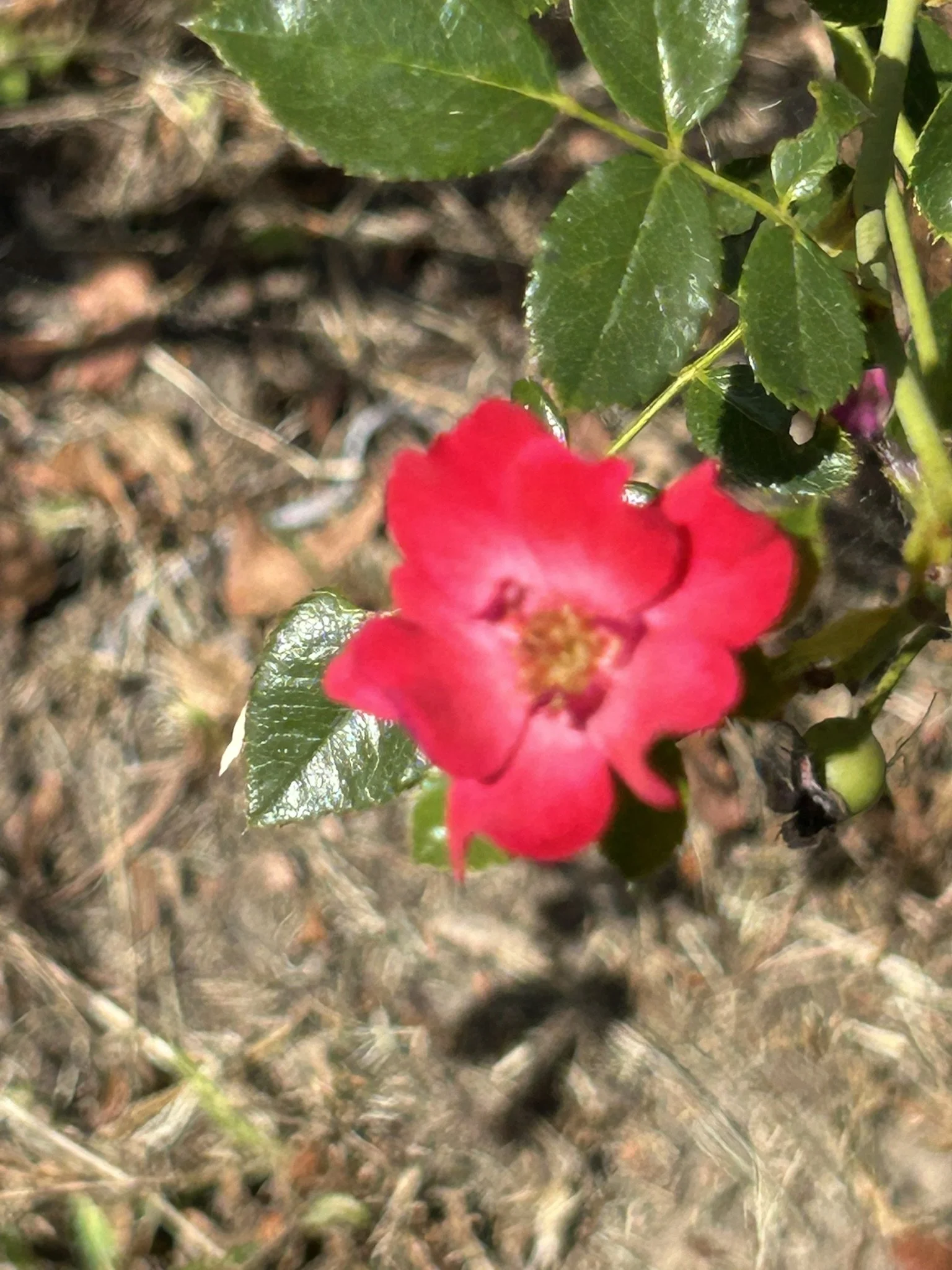 IMG_6137.JPEG