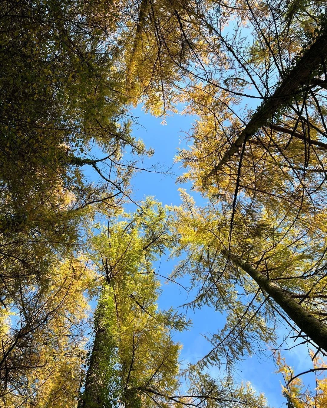 In the rhythm of deadlines and design, we sometimes forget the power of stillness. Autumn reminds us that change is beautiful, and rest is essential.

This season, we&rsquo;re embracing the quiet moments. A walk among golden leaves. A breath of crisp