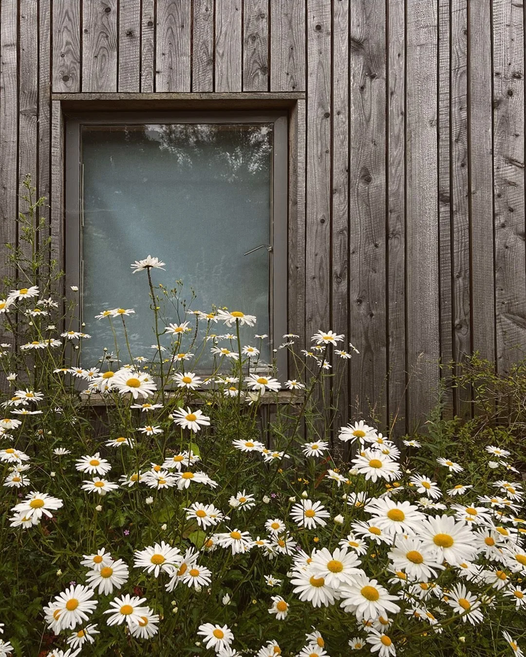 The Old Coach House; this project used rough sawn larch cladding of various widths, left untreated it shows the patina of time. We love the texture and variation the boards create when the low sun shines across them!