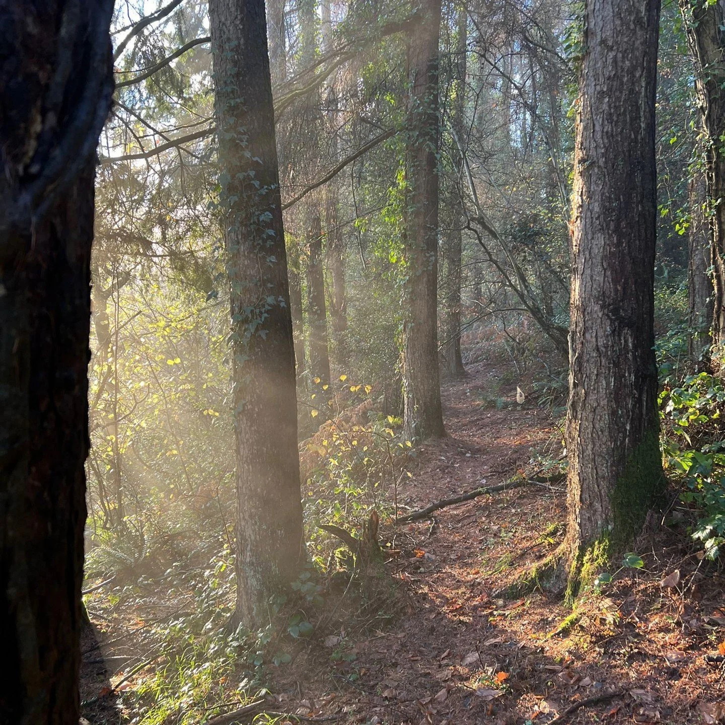 The light outside the studio looked incredible this morning, looking forward to sharing some ideas we're working on soon!