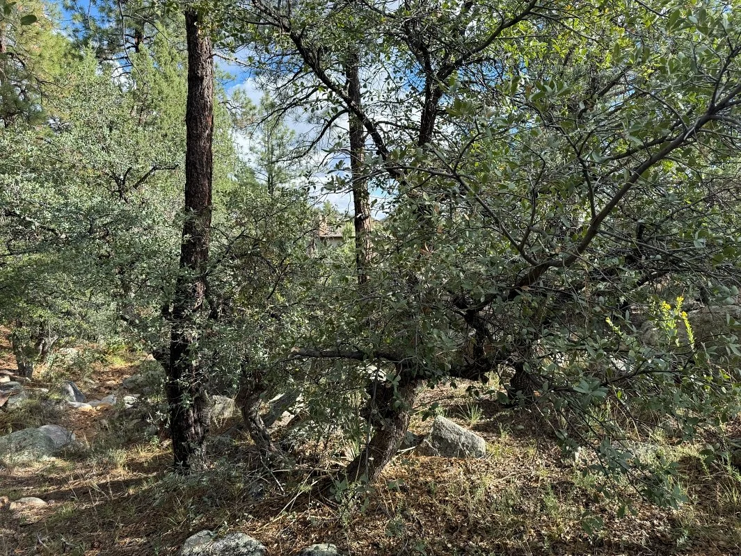 Fire Mitigation - Before