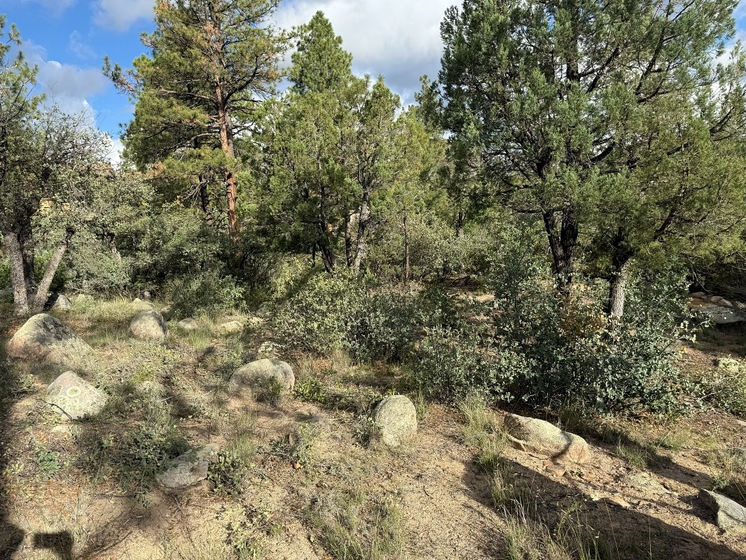 Fire Mitigation Before