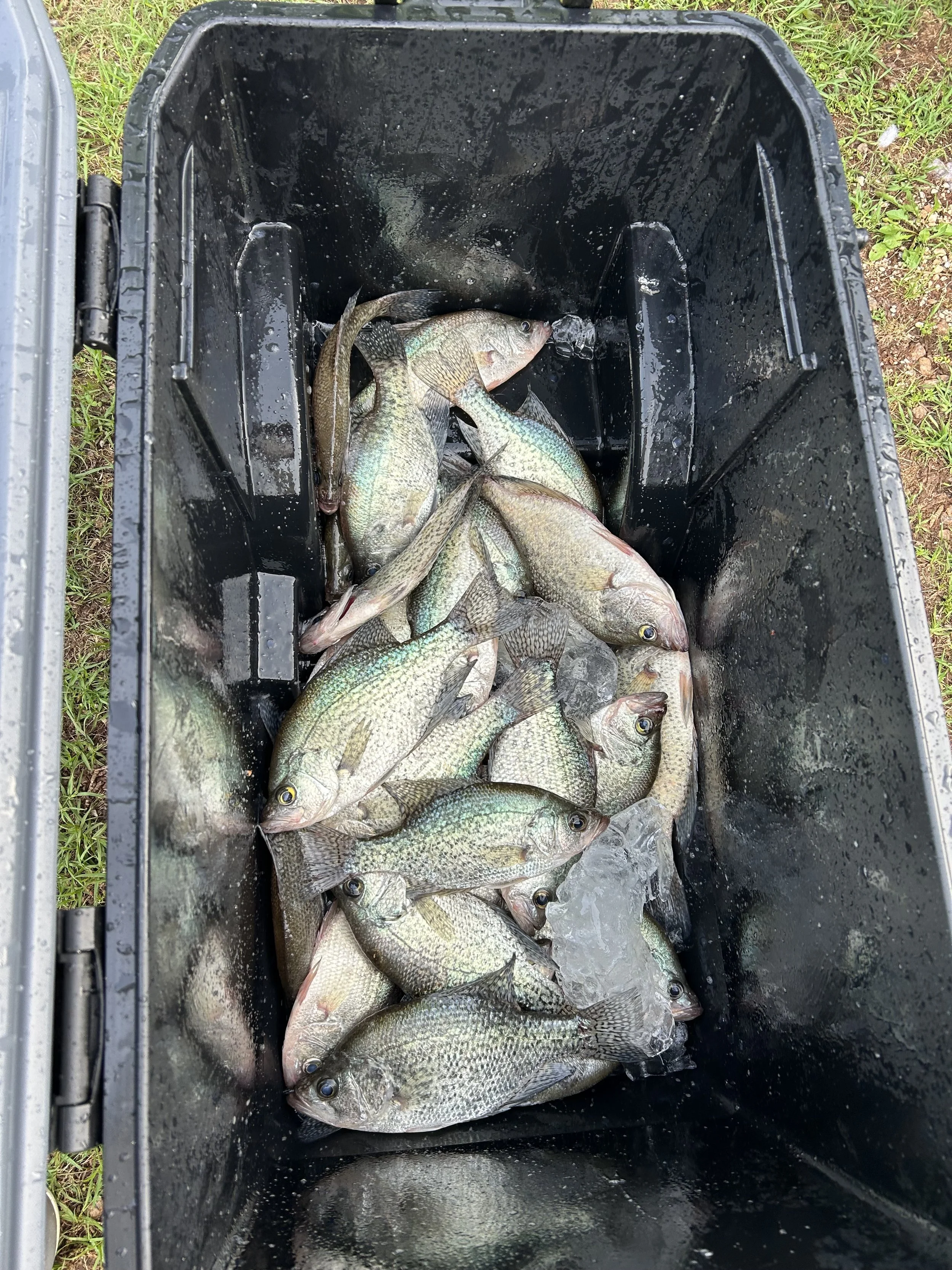crappie 5-17-25