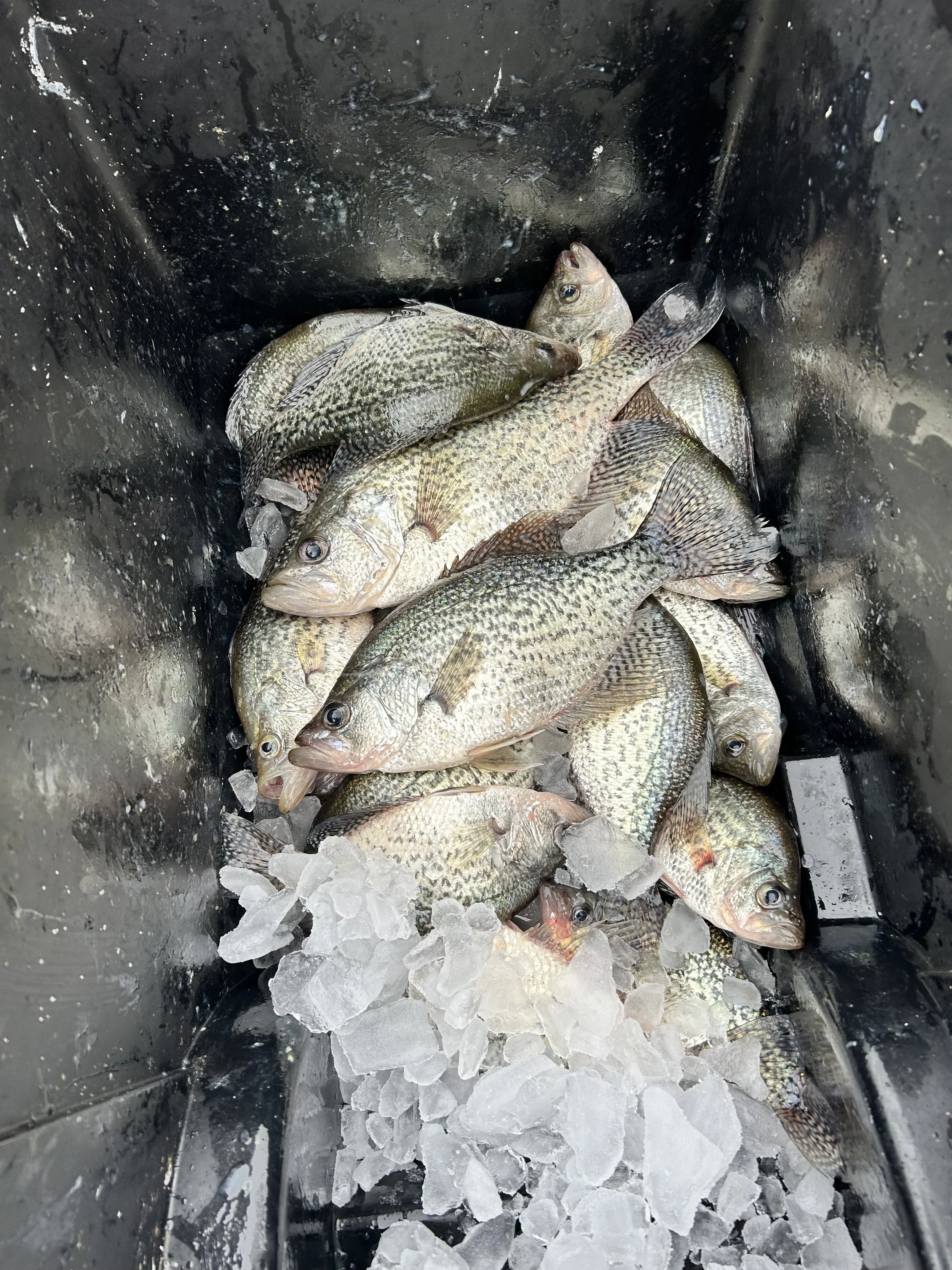 Wedowee crappie January 24 2026