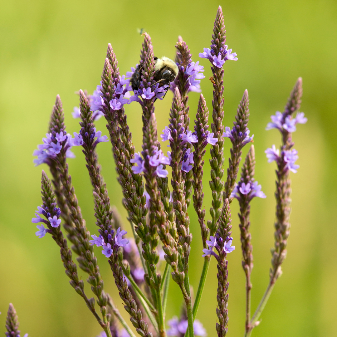 The Glory of Blue Vervain