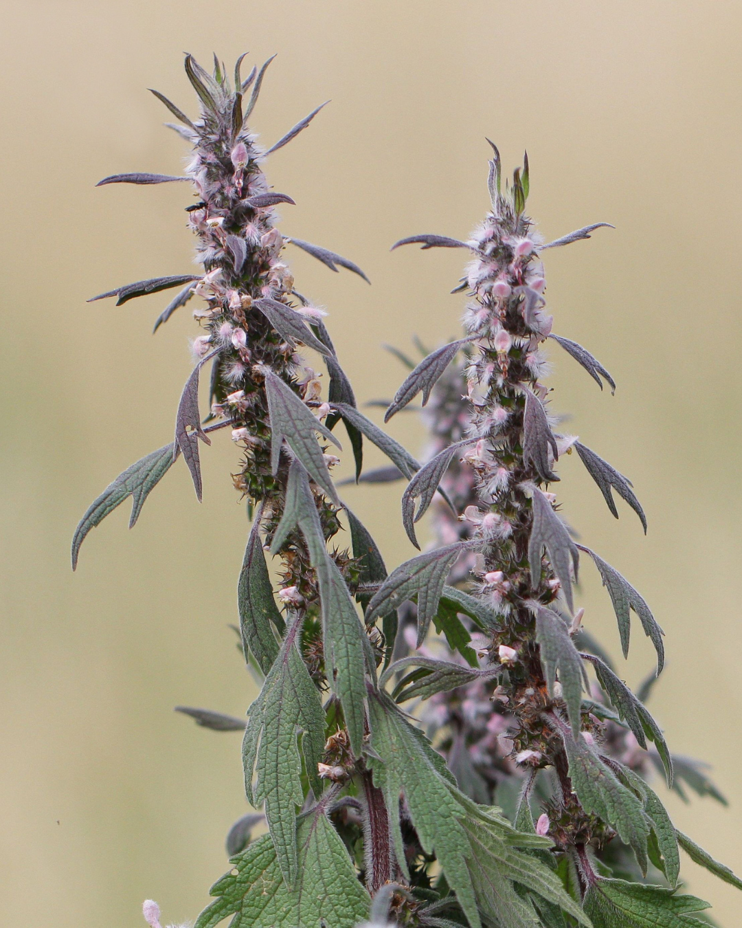 two motherwort plants in flower