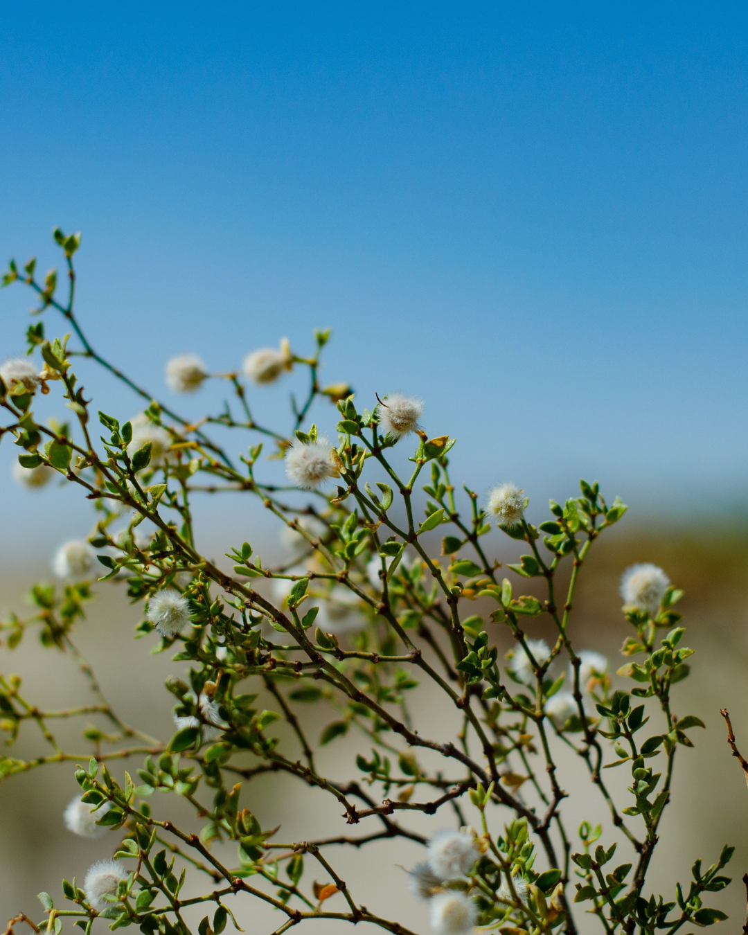 blue sky desert with chaparral flowers