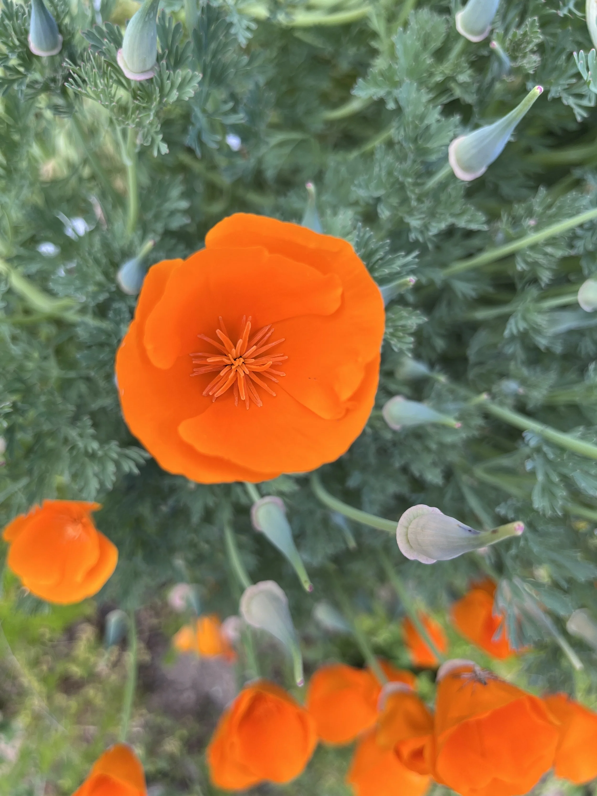 bright orange california poppy
