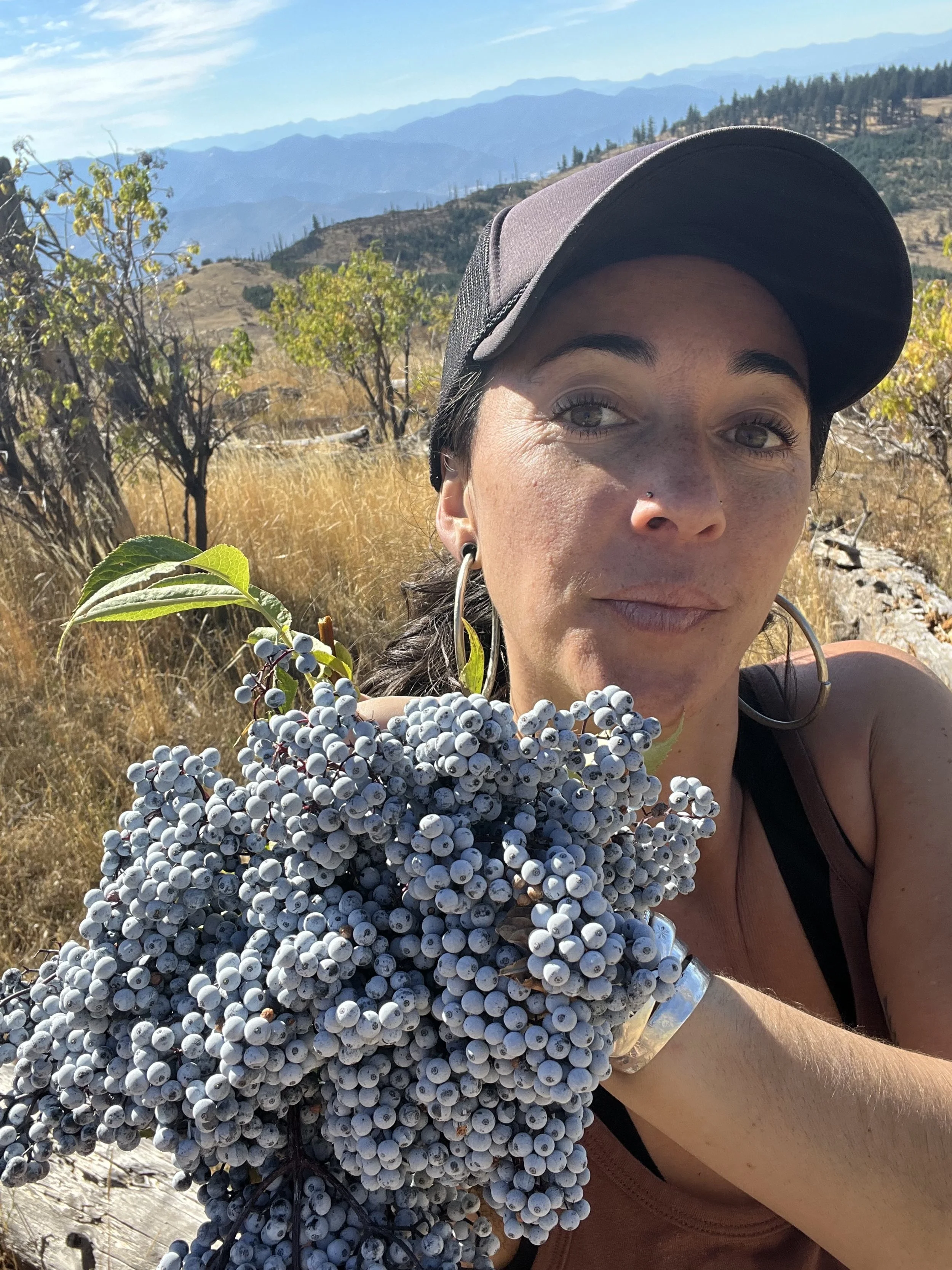 harvest elderberry herb in the mountains