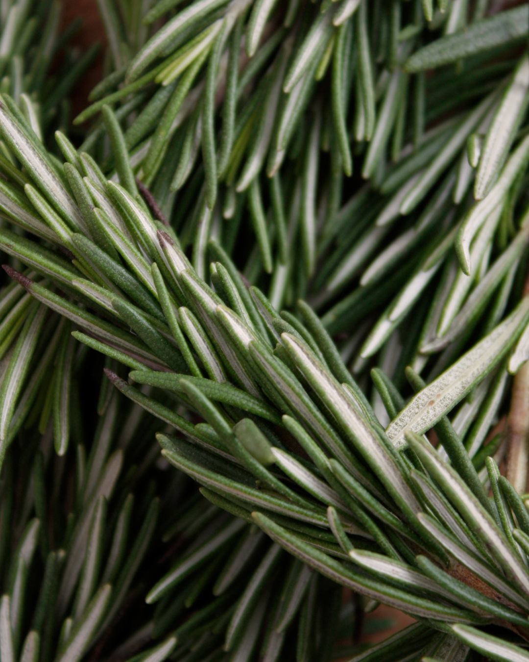 Rosemary herb