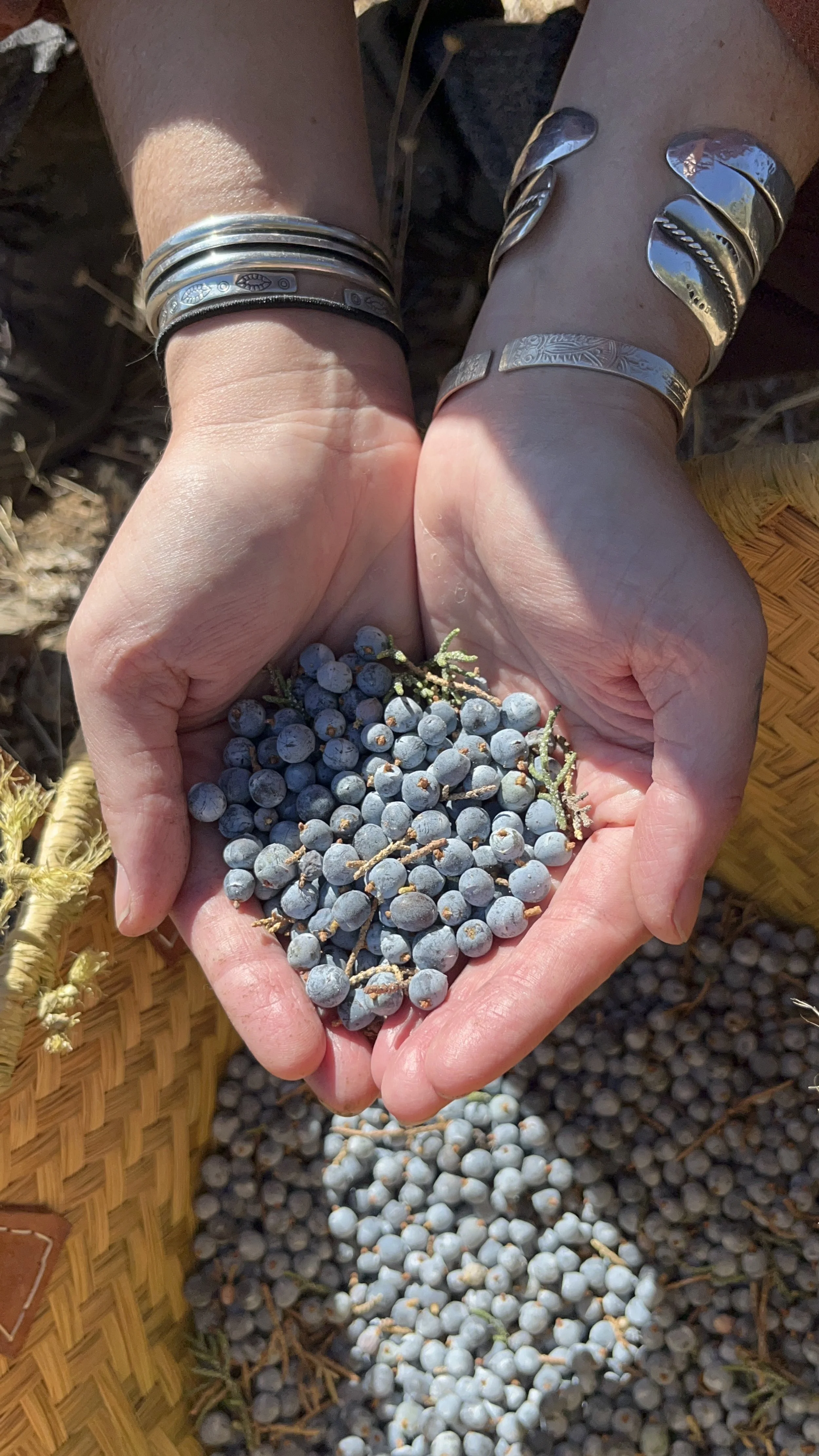 juniper berries harvested by hand in bag