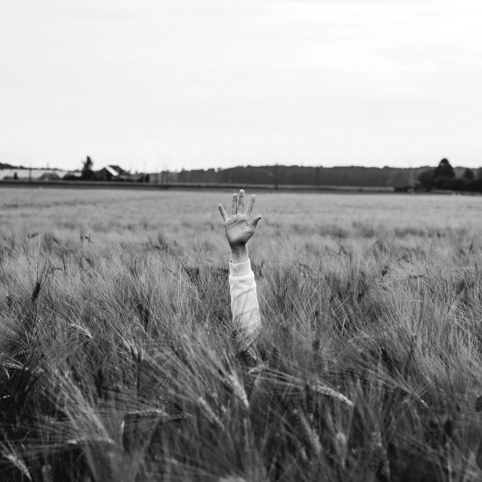 A hand raised above tall wheat field