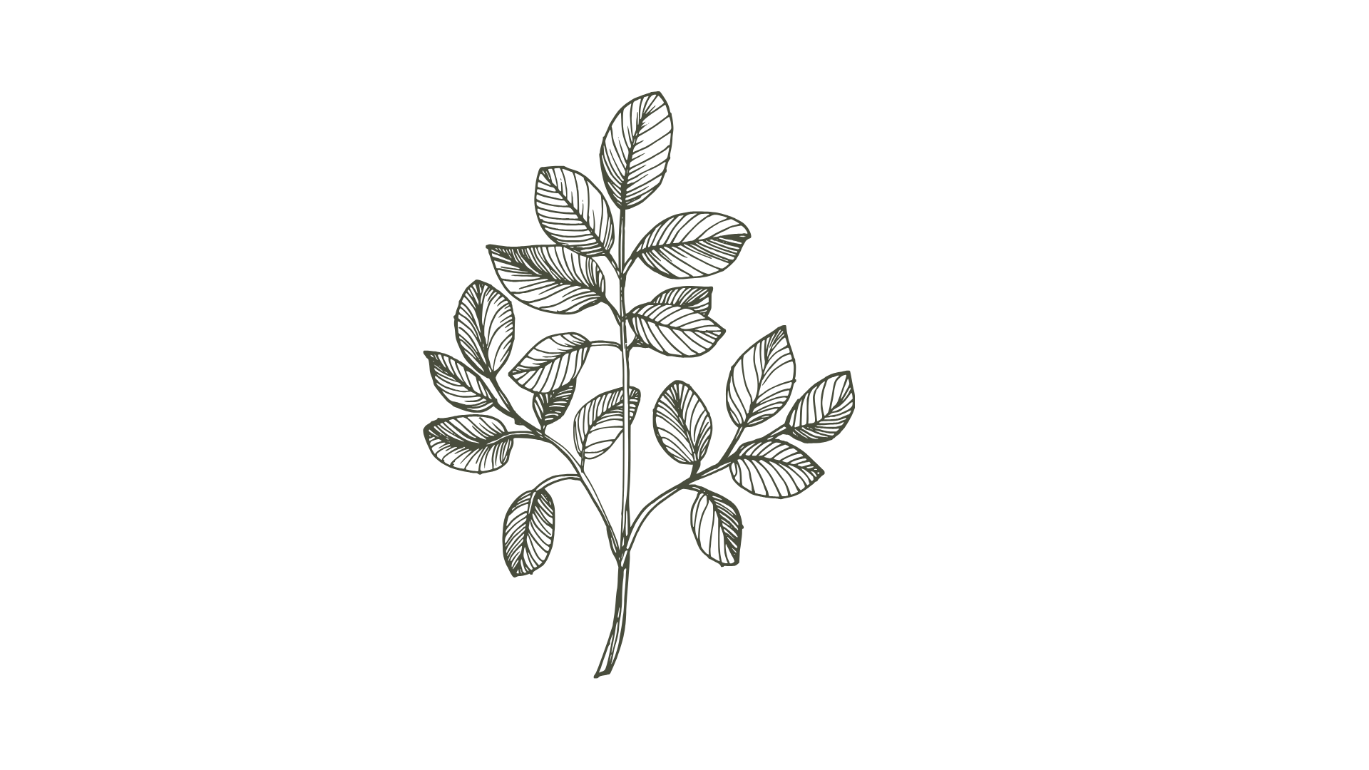 Line drawing of a small branch with multiple leaves on a black background.