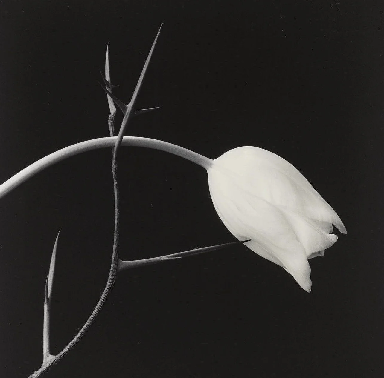 Robert Mapplethorpe Tulip & Thorn (1985).jpg