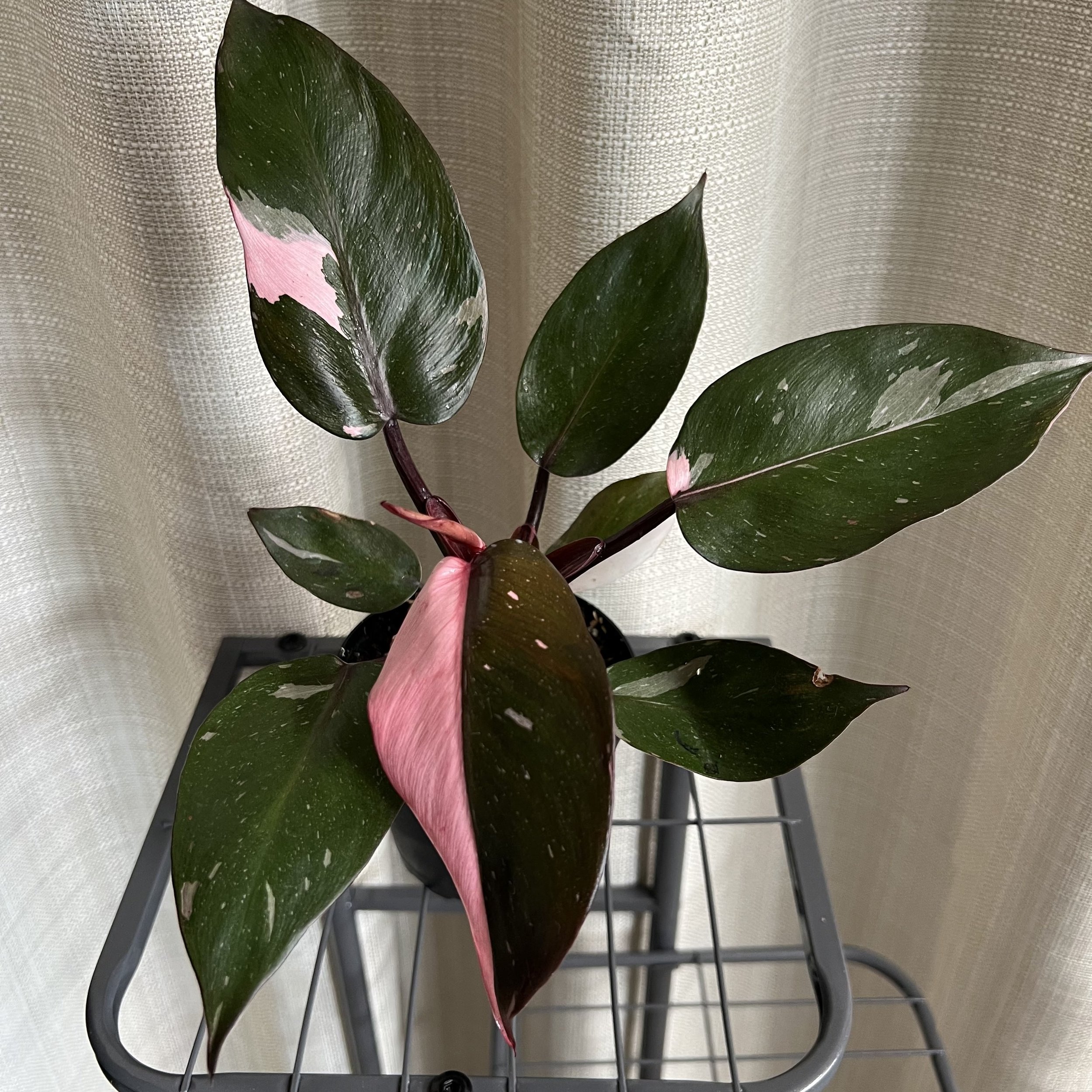 4" Philodendron 'Pink Princess'