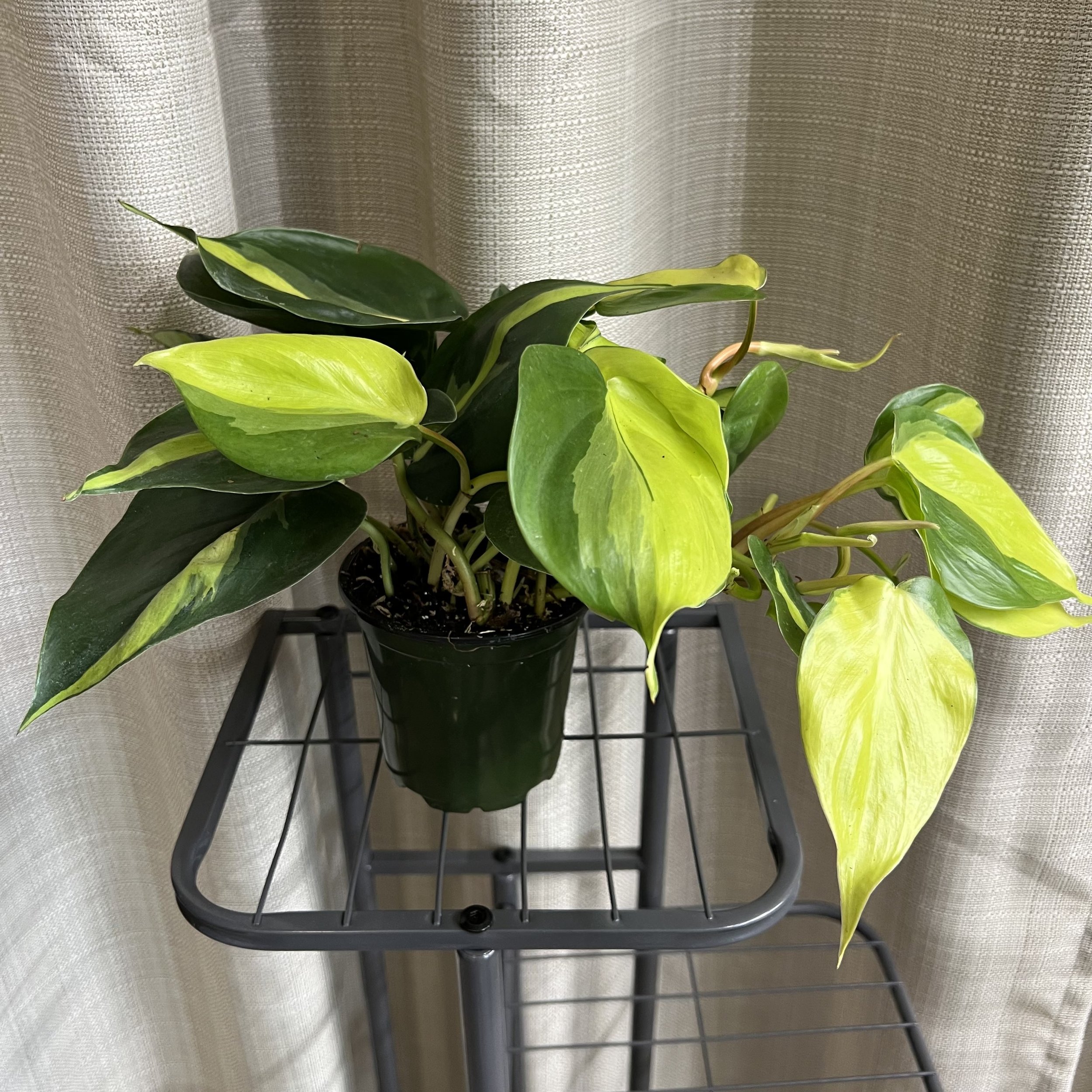 4" Philodendron 'Brasil'
