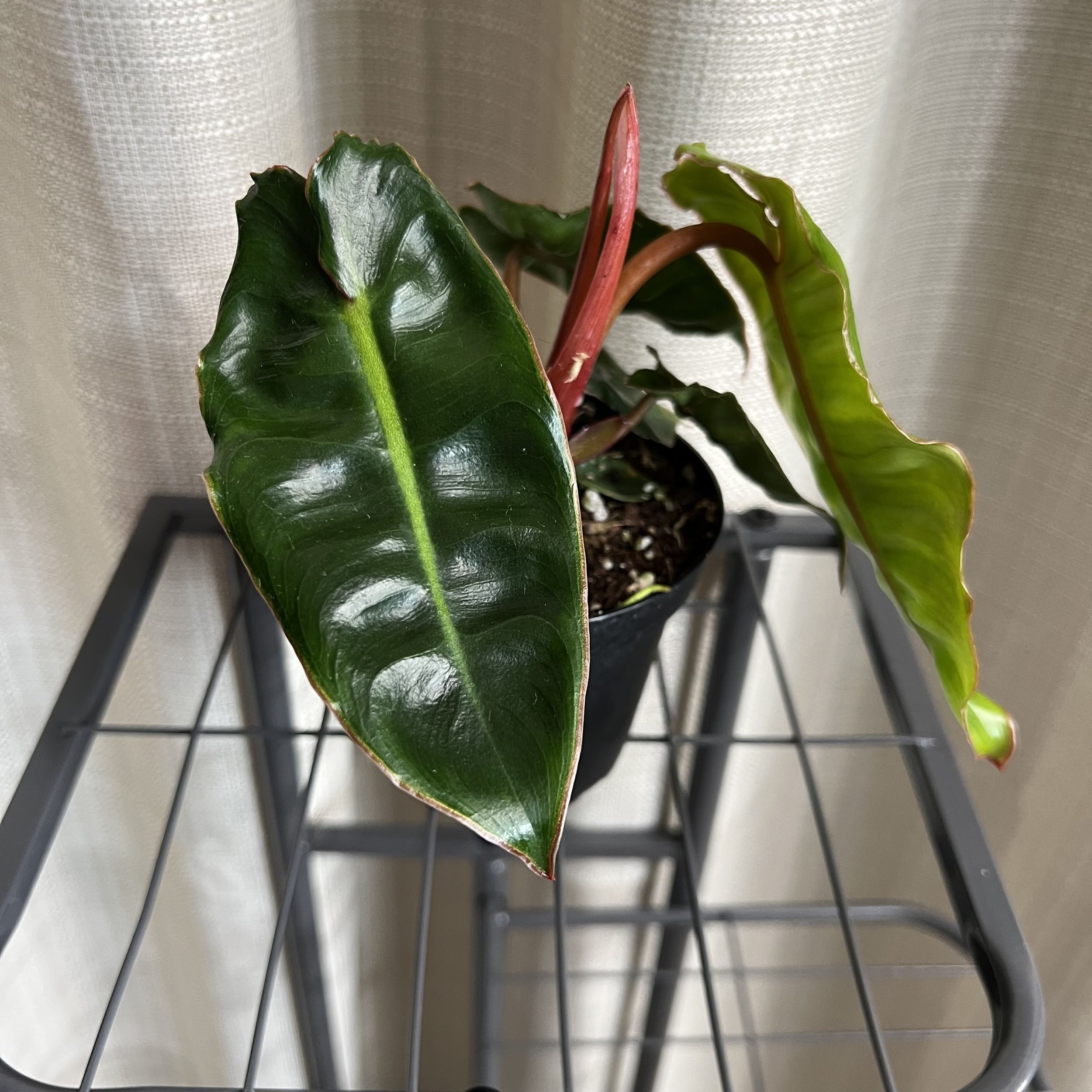 4" Philodendron 'Billietiae'