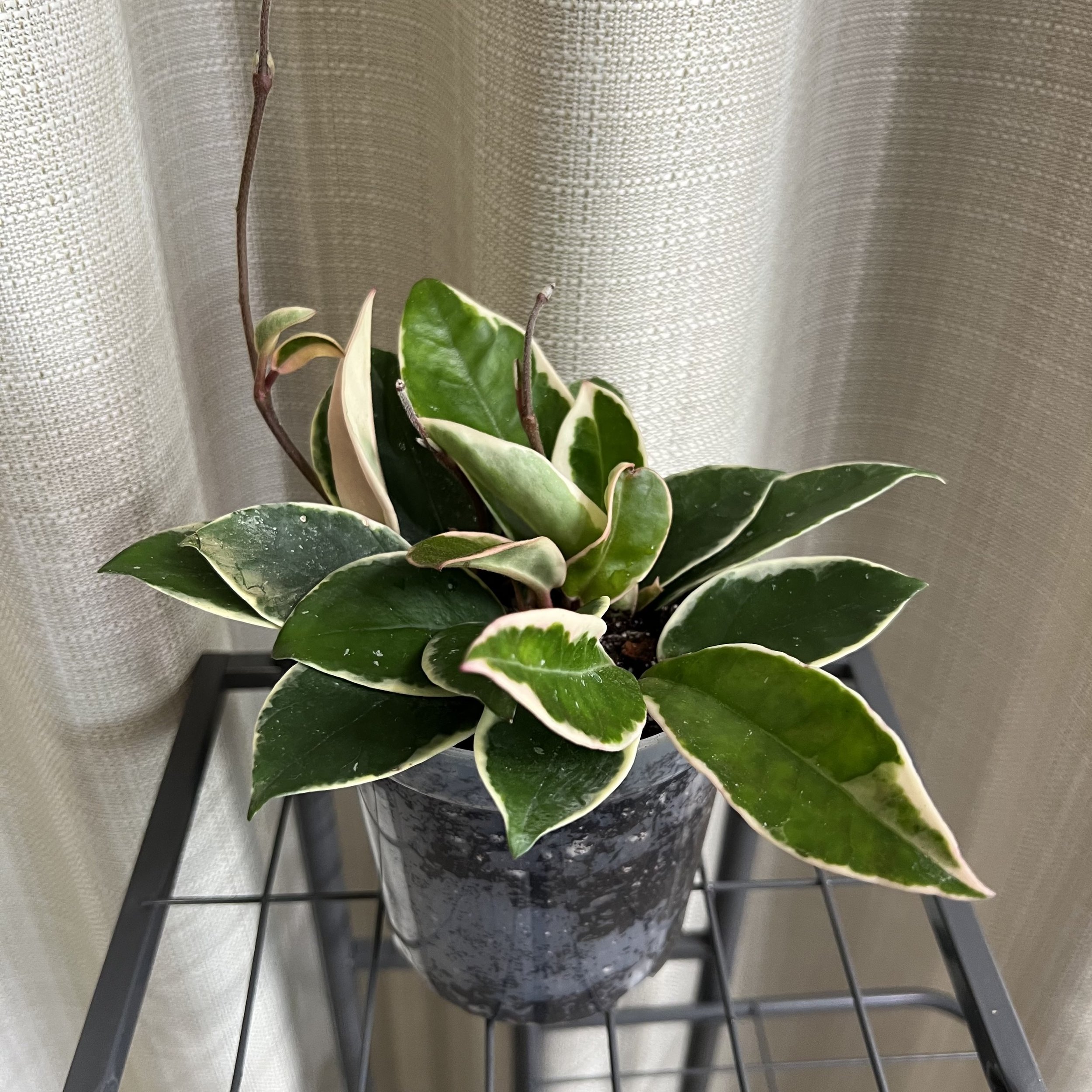 4" Hoya 'Krimson Queen'