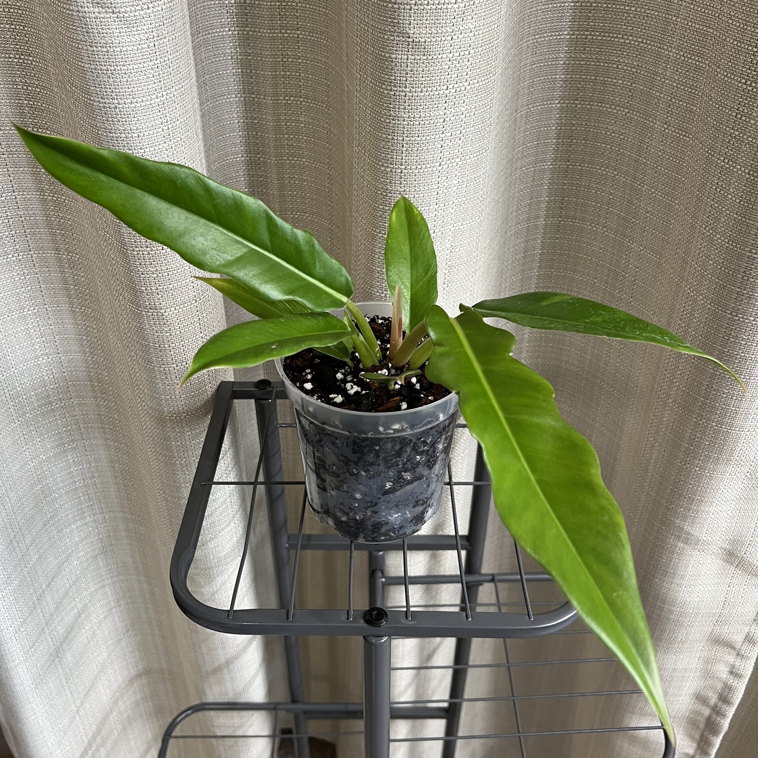 4" Philodendron 'Jungle Boogie'