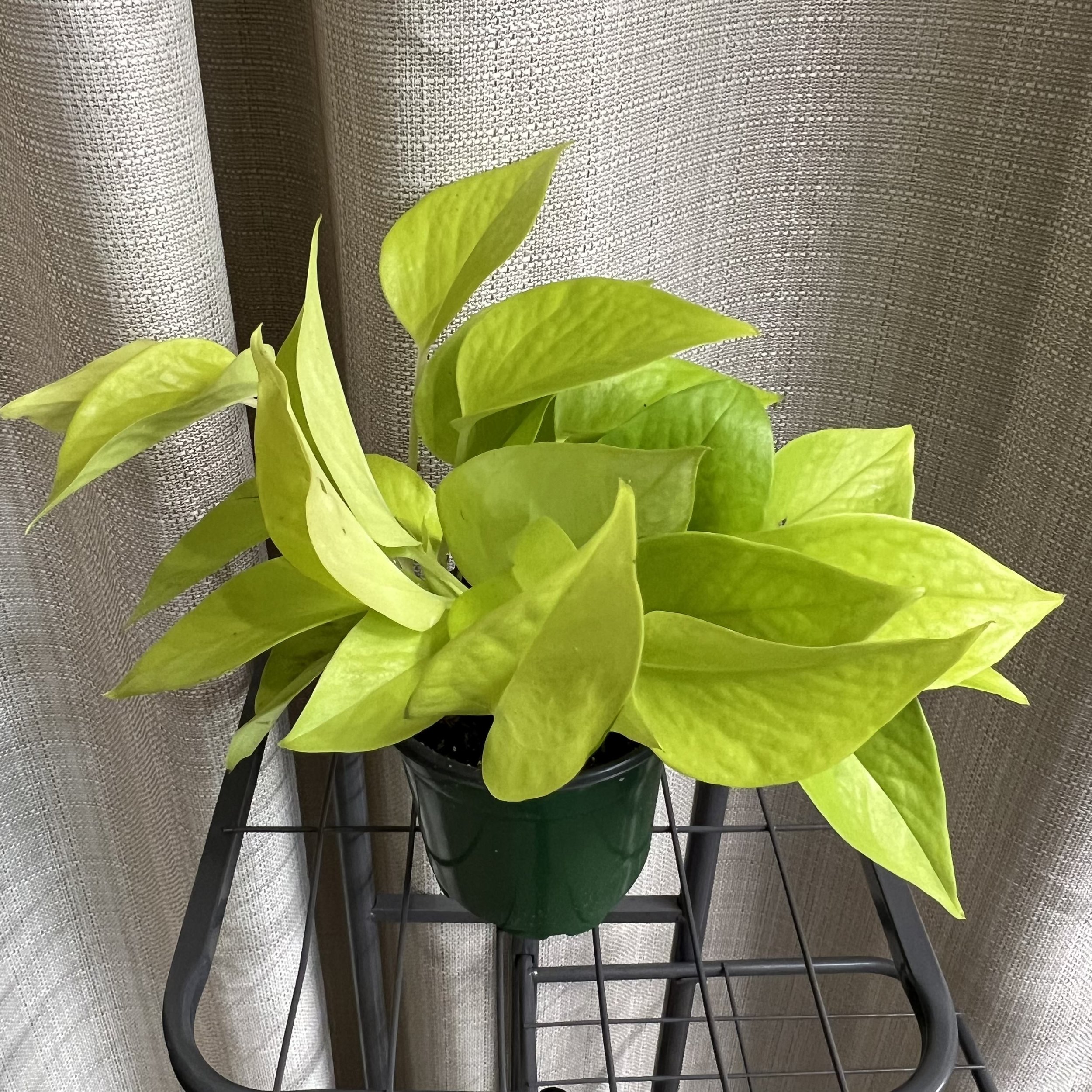 4" Pothos 'Neon'