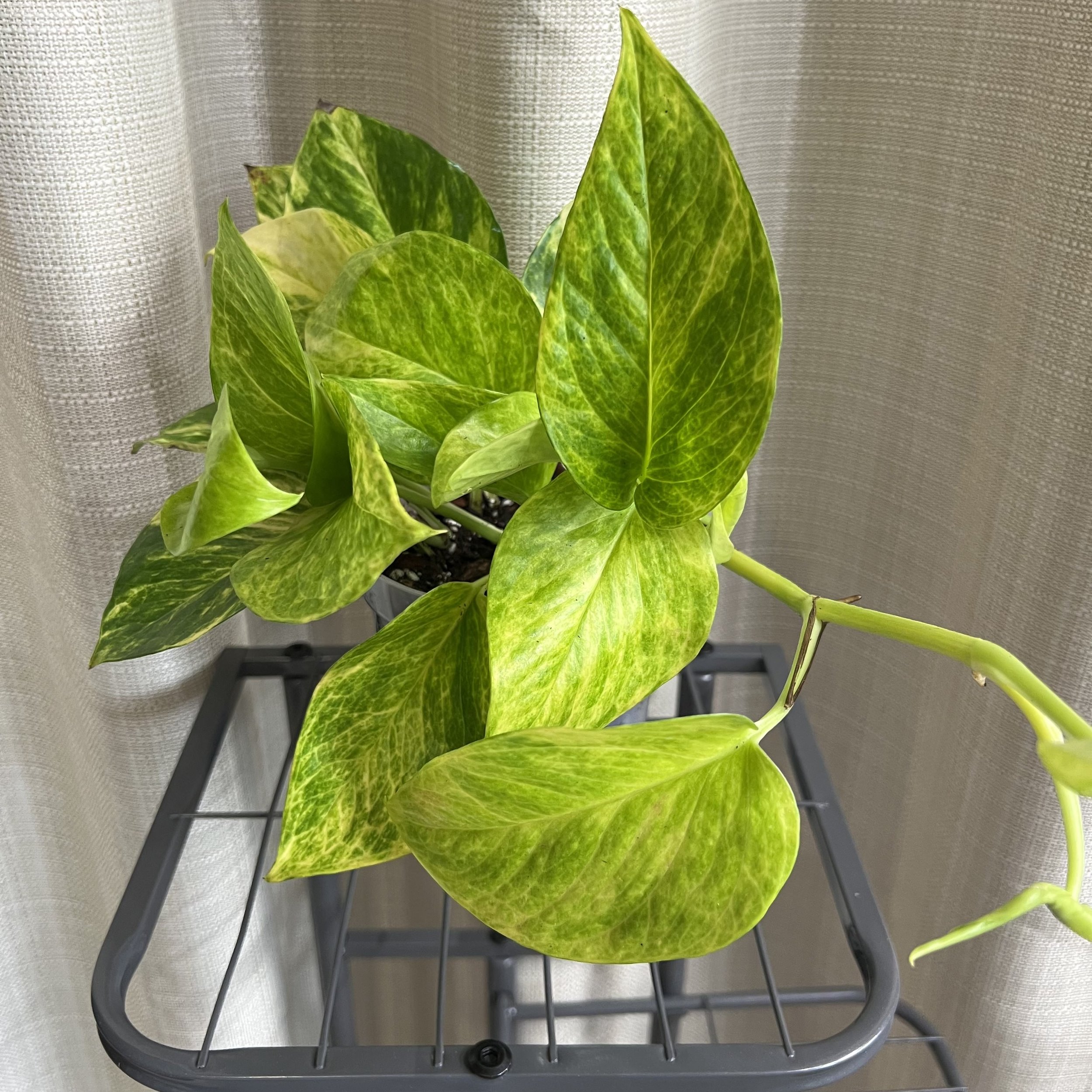 4" Pothos 'Neon Queen'