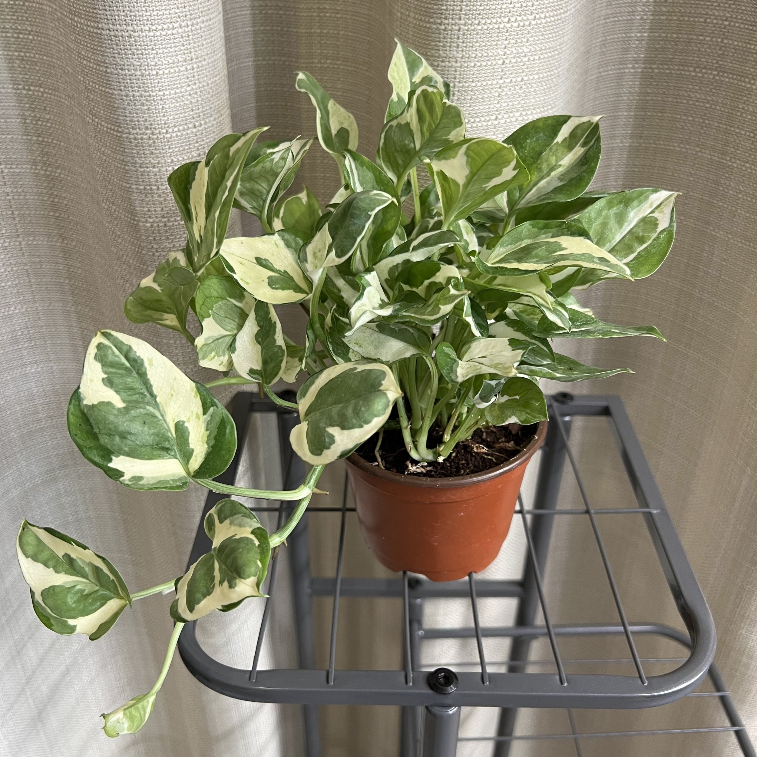 4" Pothos 'Pearls and Jade'