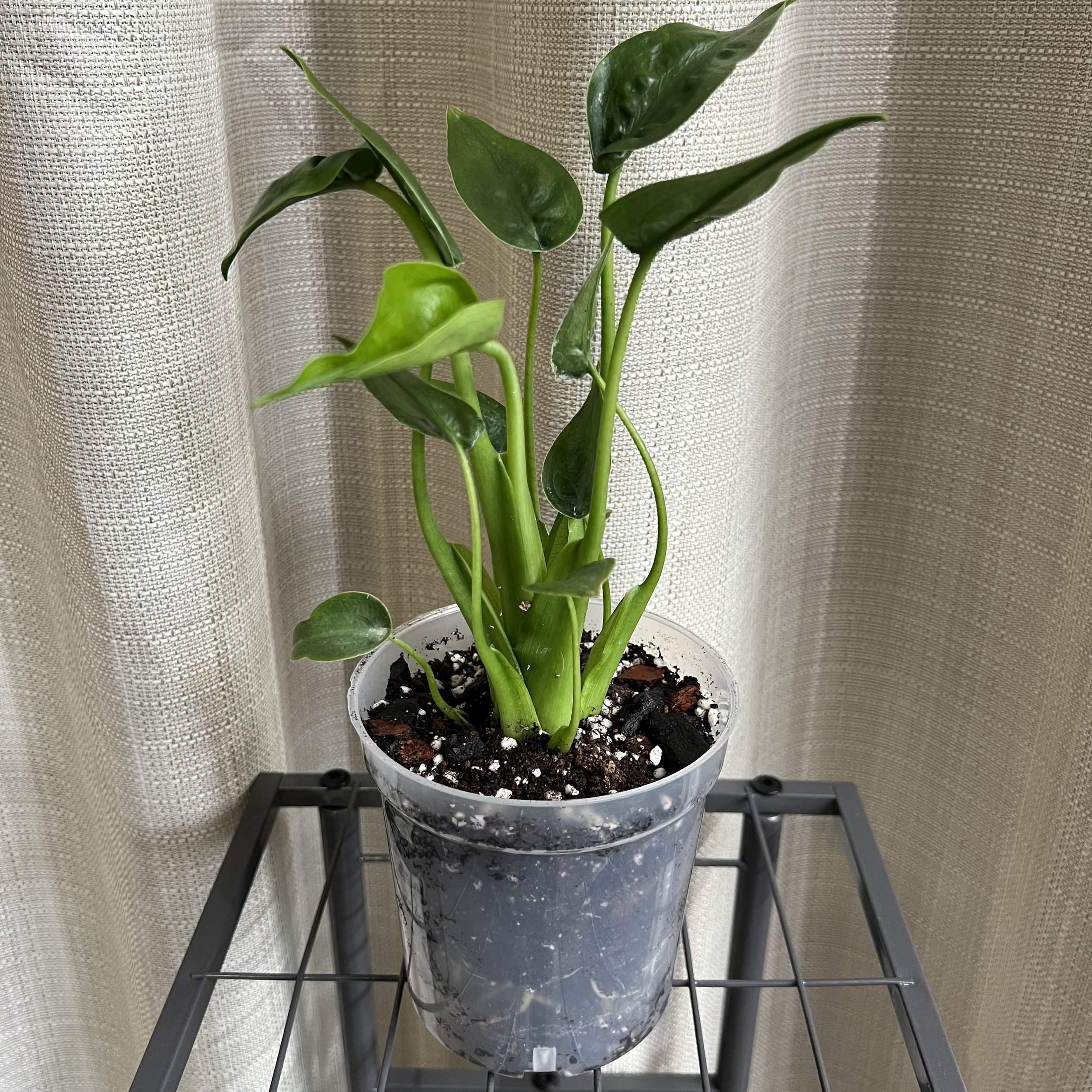 4" Alocasia 'Tiny Dancer'