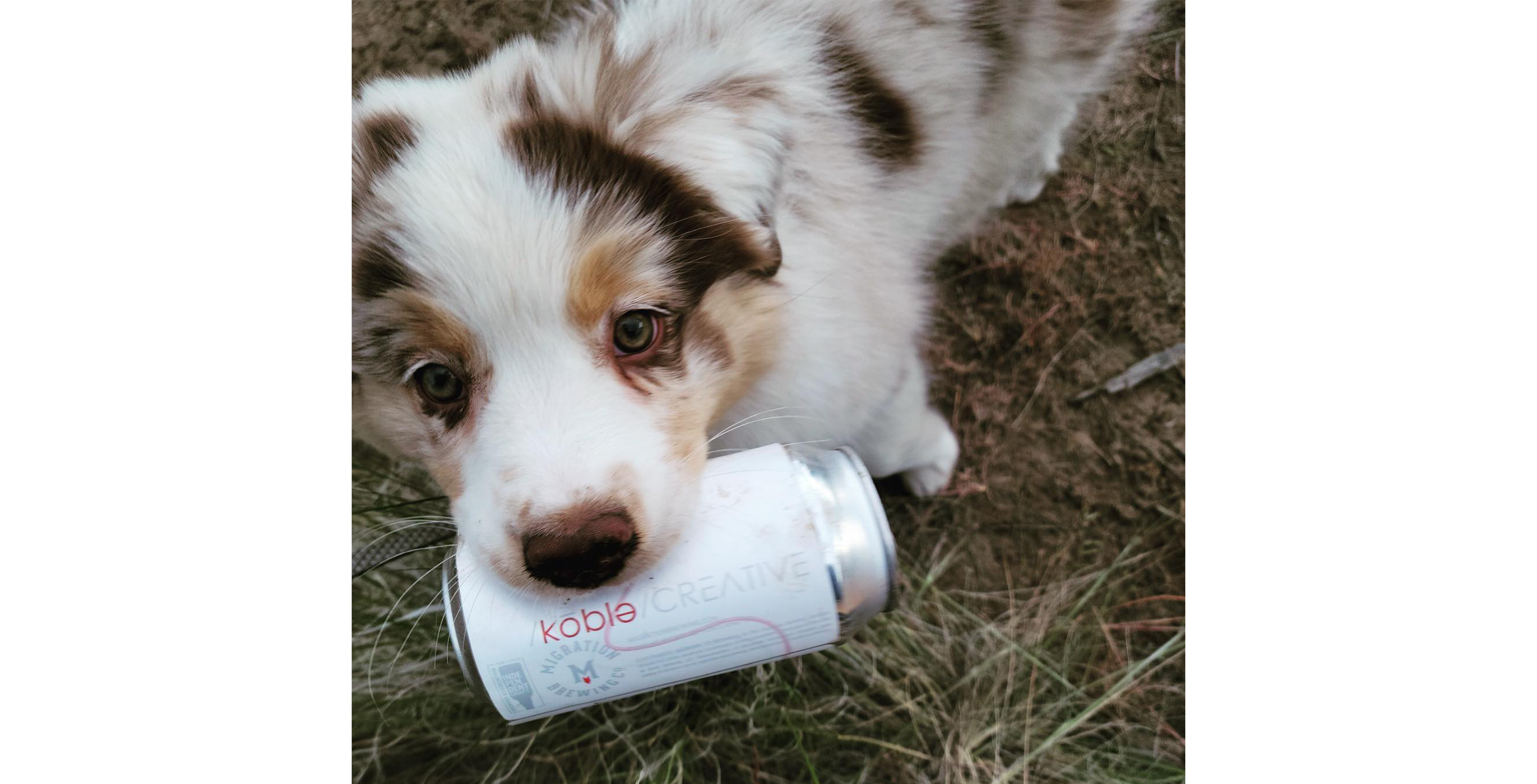 migration brewing can design