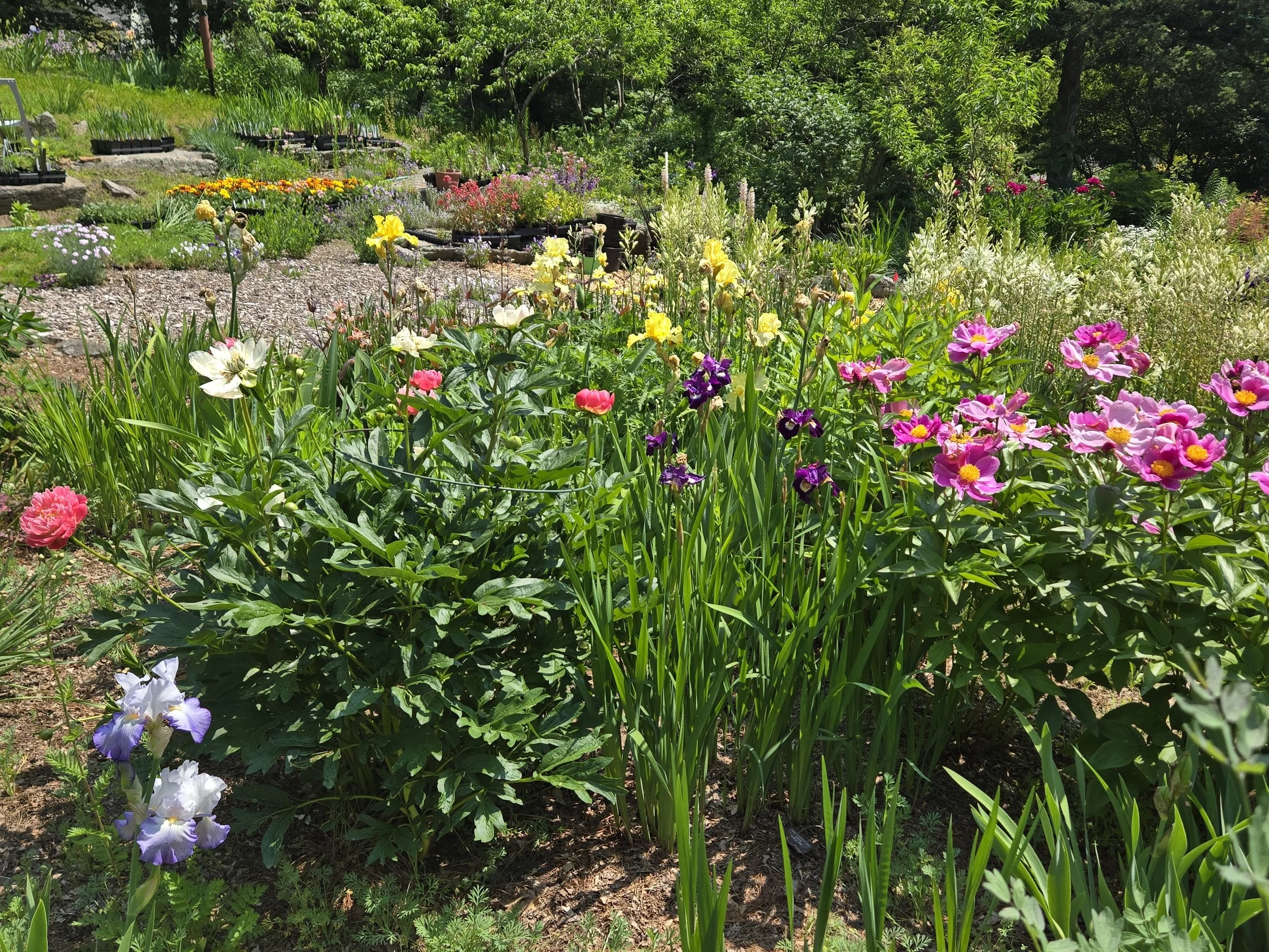 Joe Pye Weed Garden_June25.jpeg